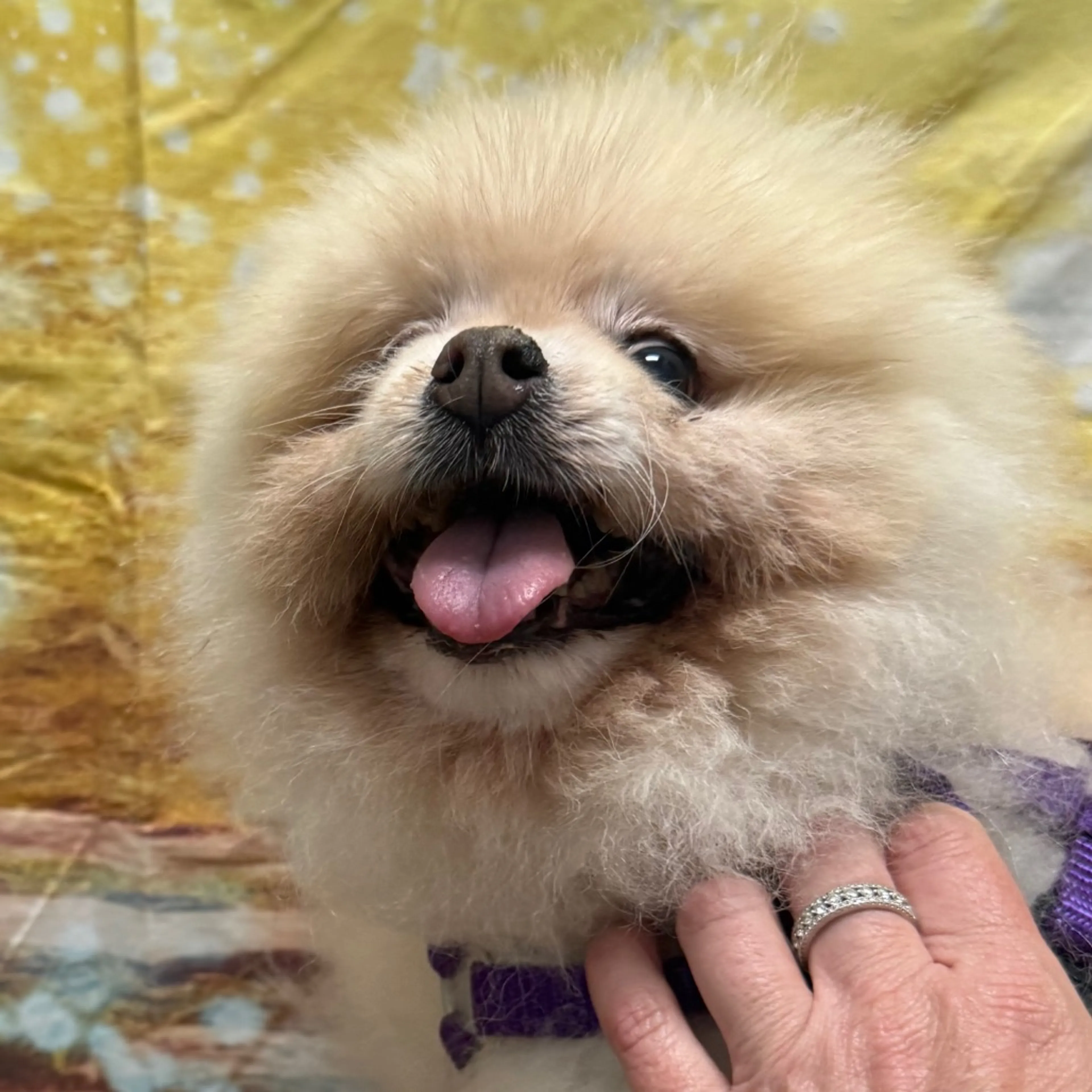 Found pet-2