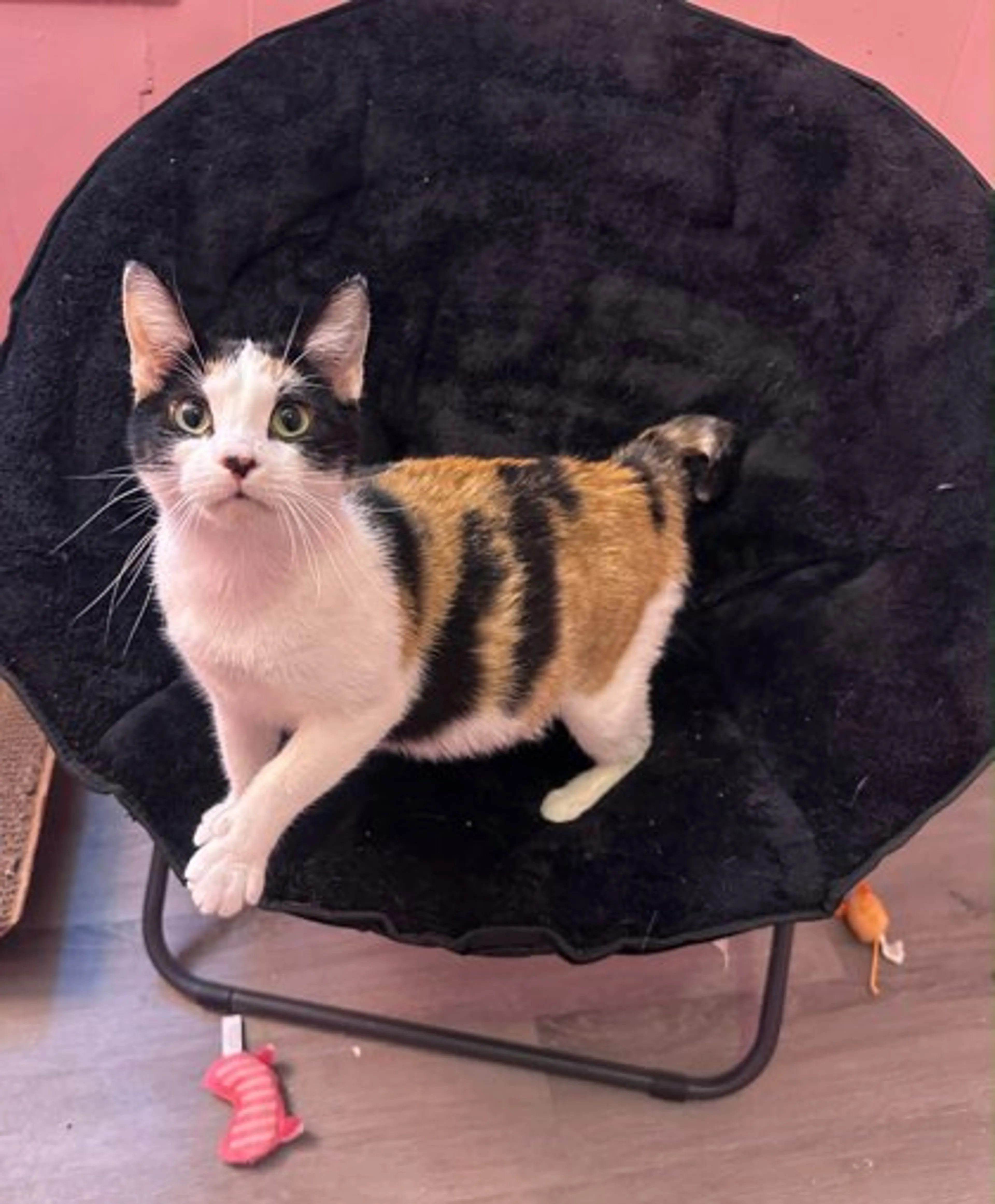 Found pet-1
