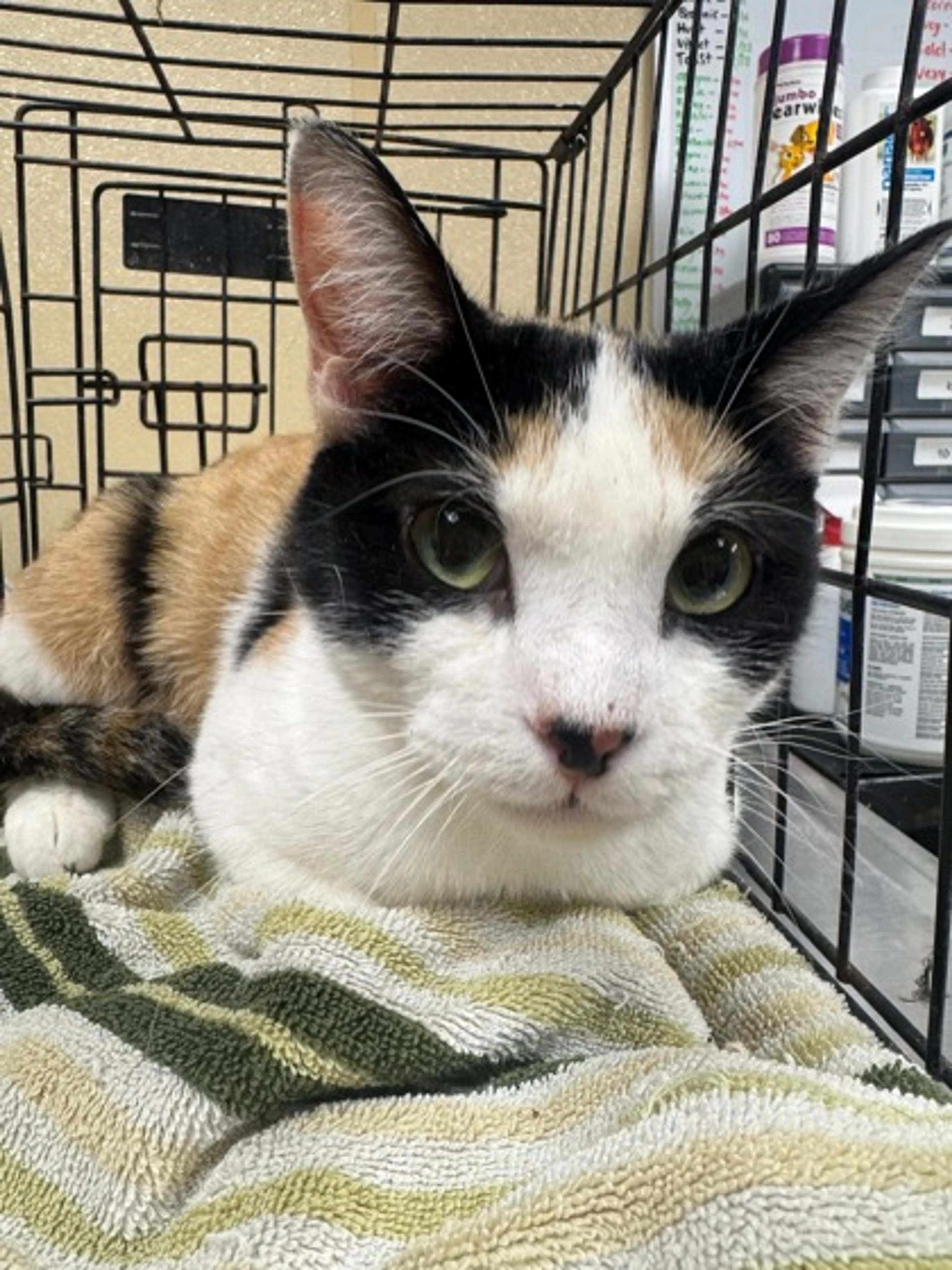 Found pet-2