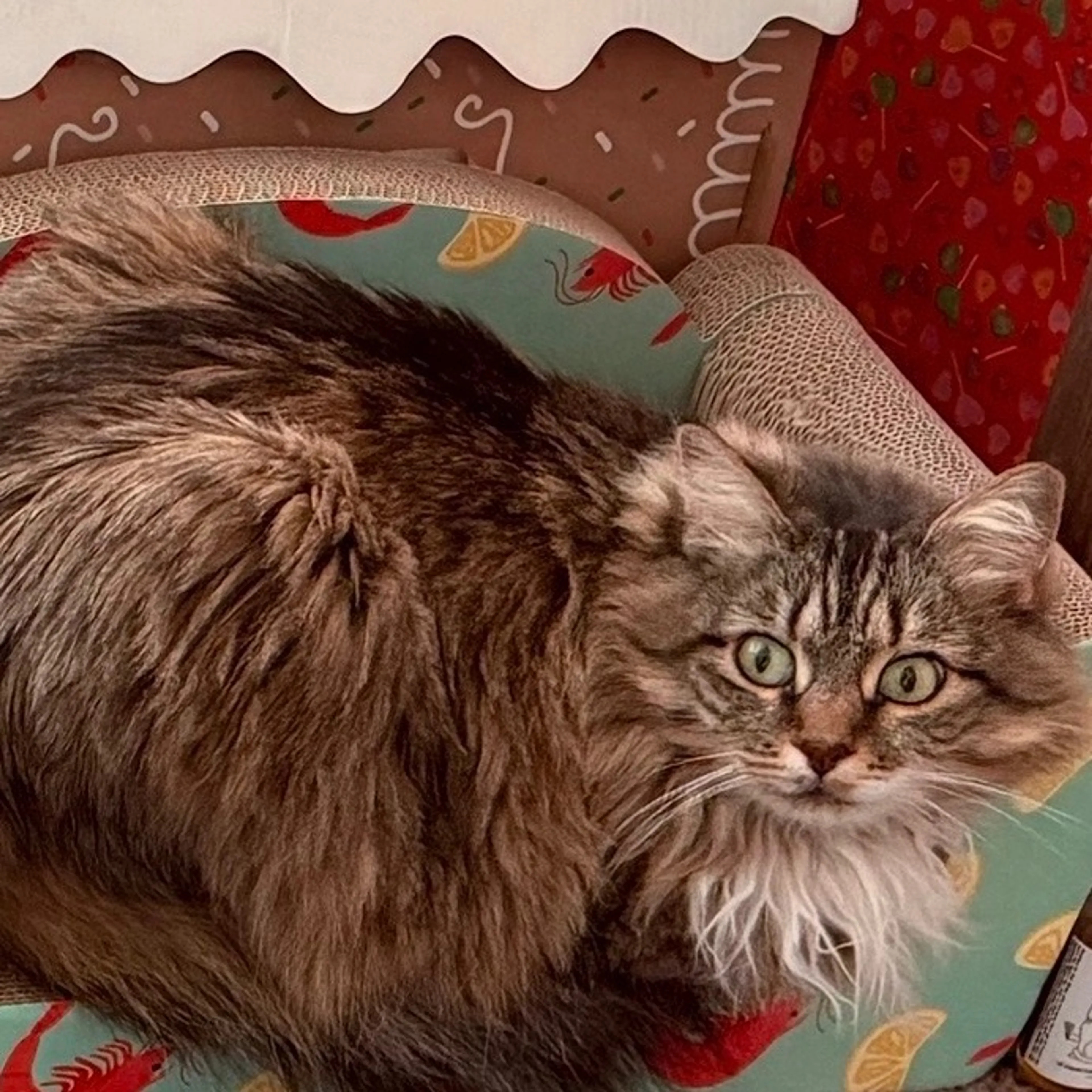 Lost pet-0
