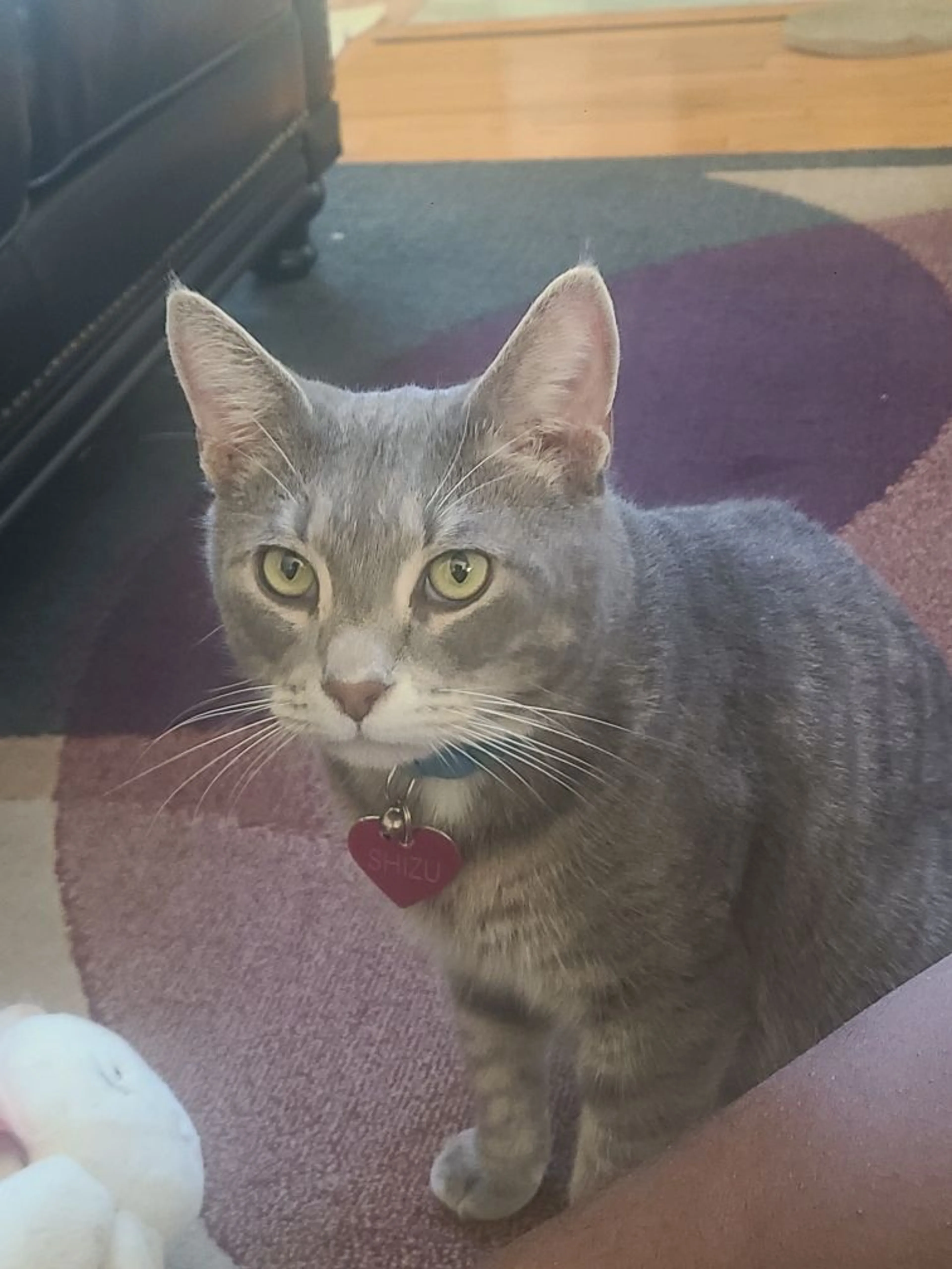 Lost pet-0