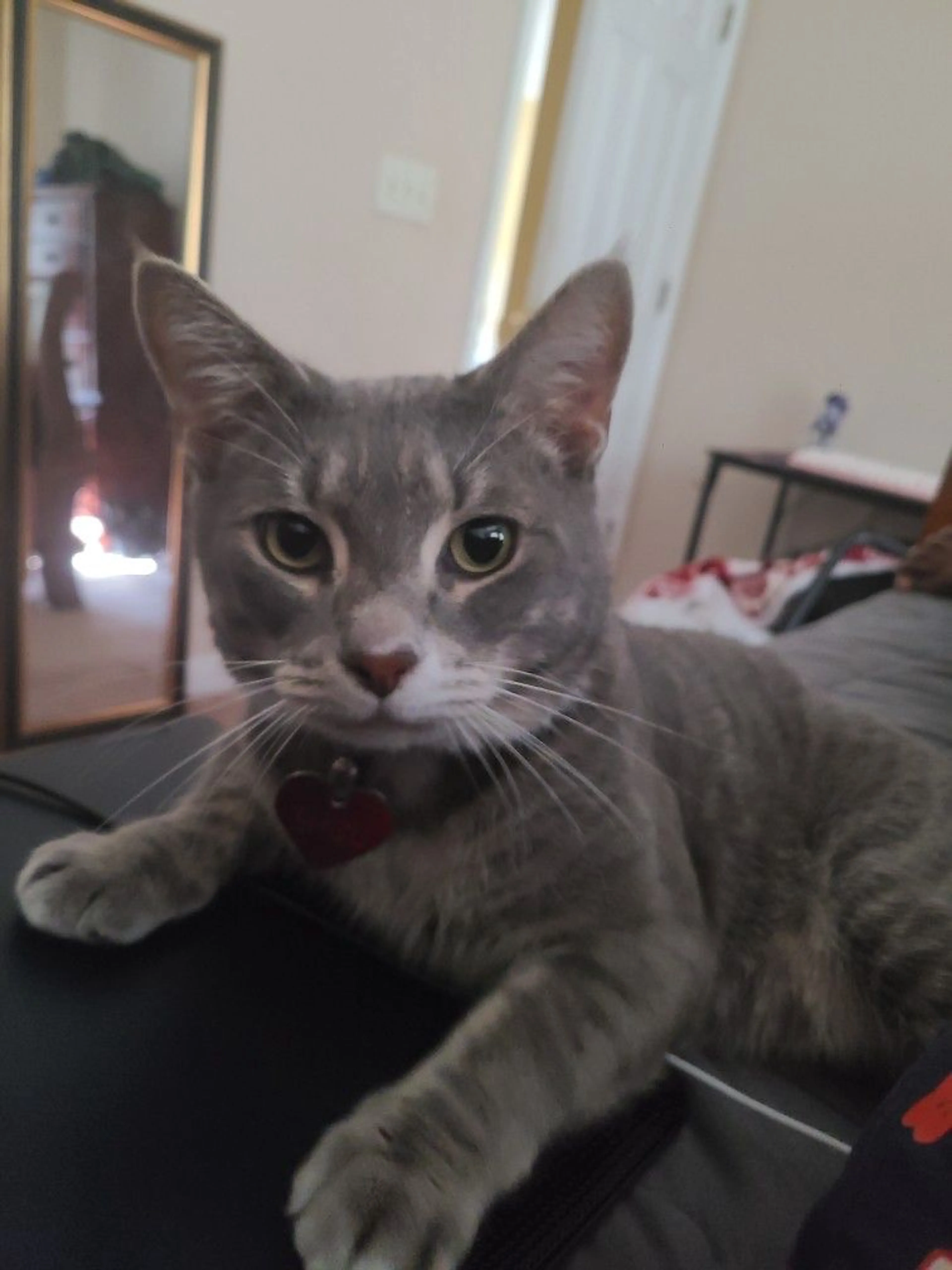 Lost pet-2