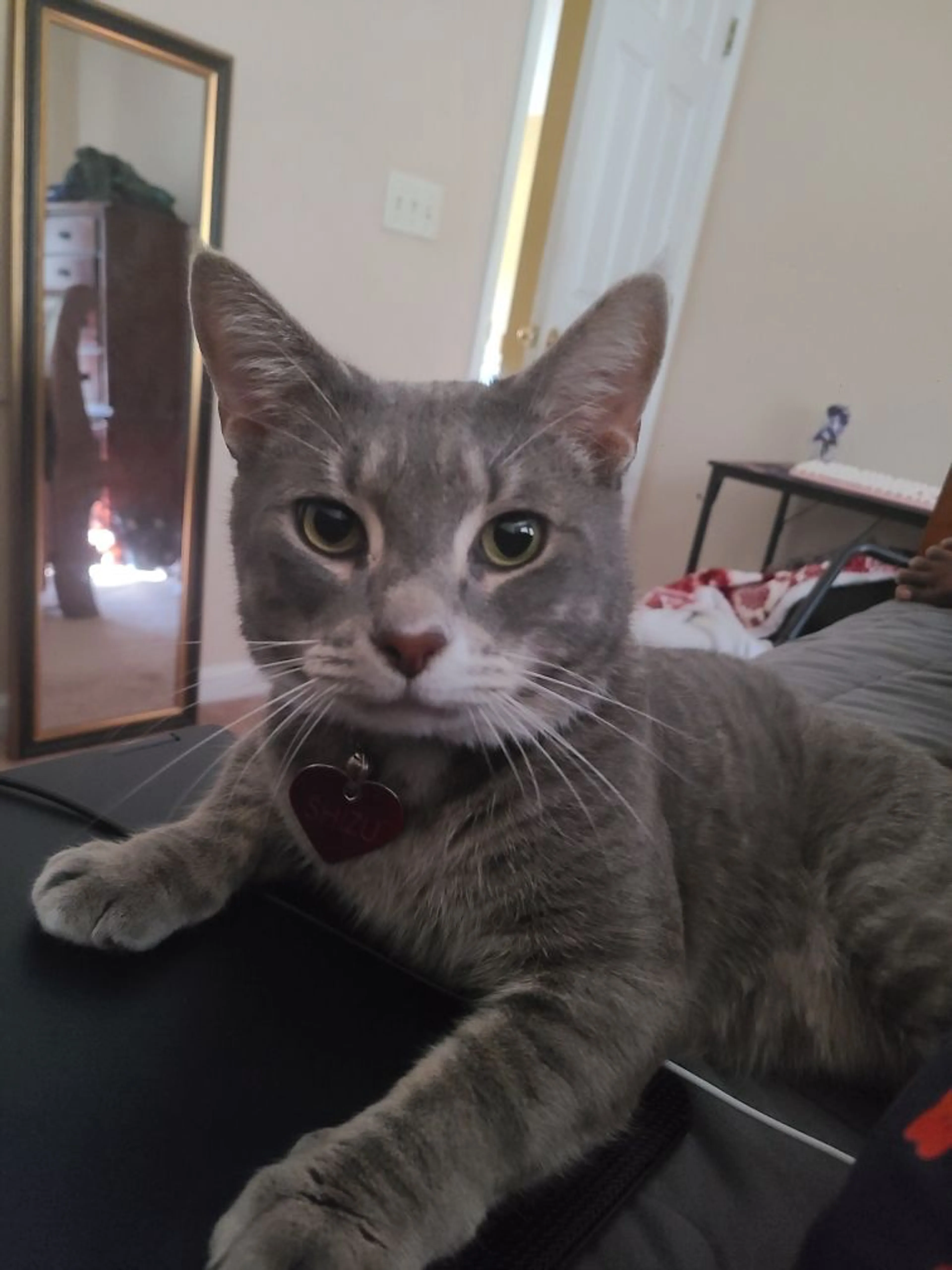 Lost pet-1