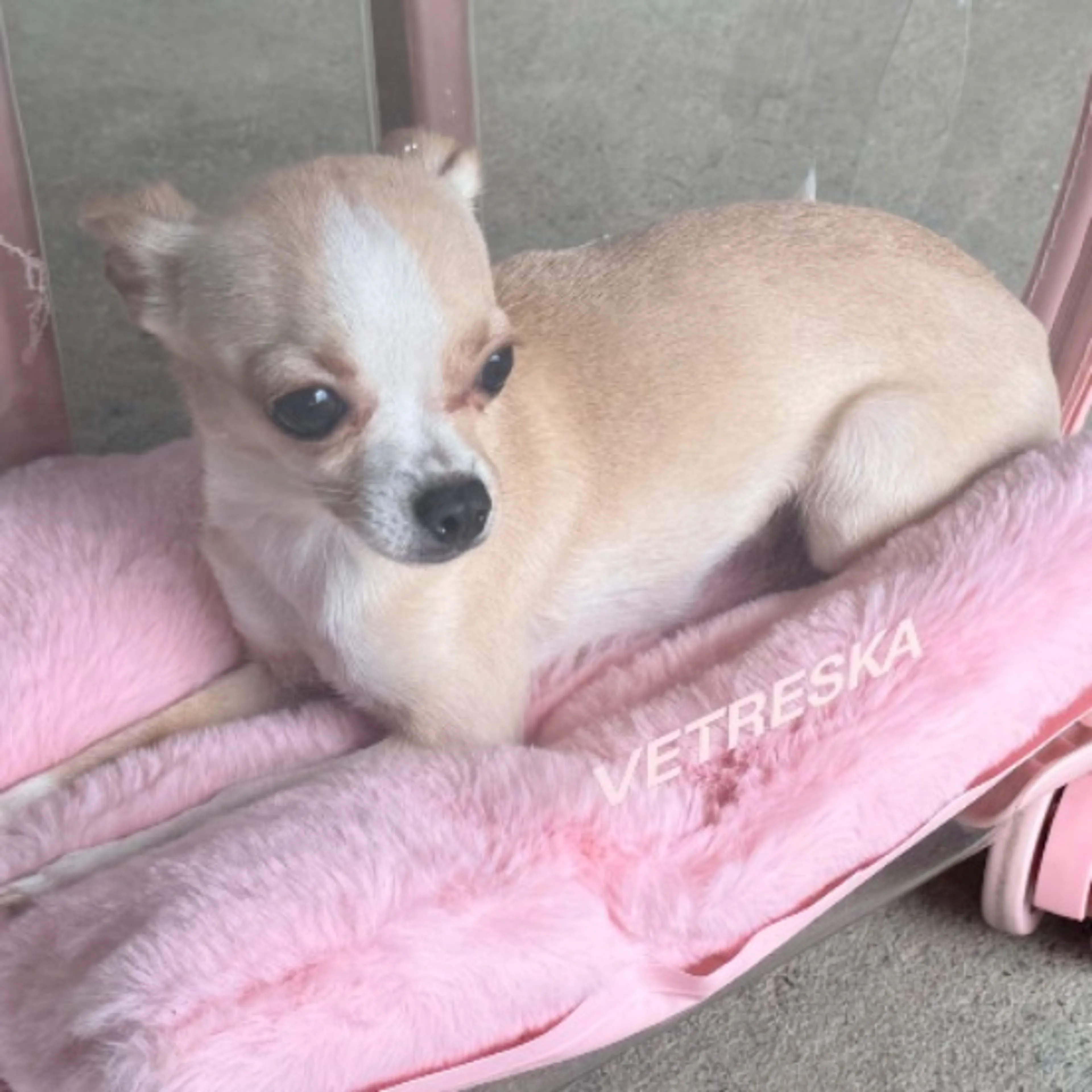 Lost pet
