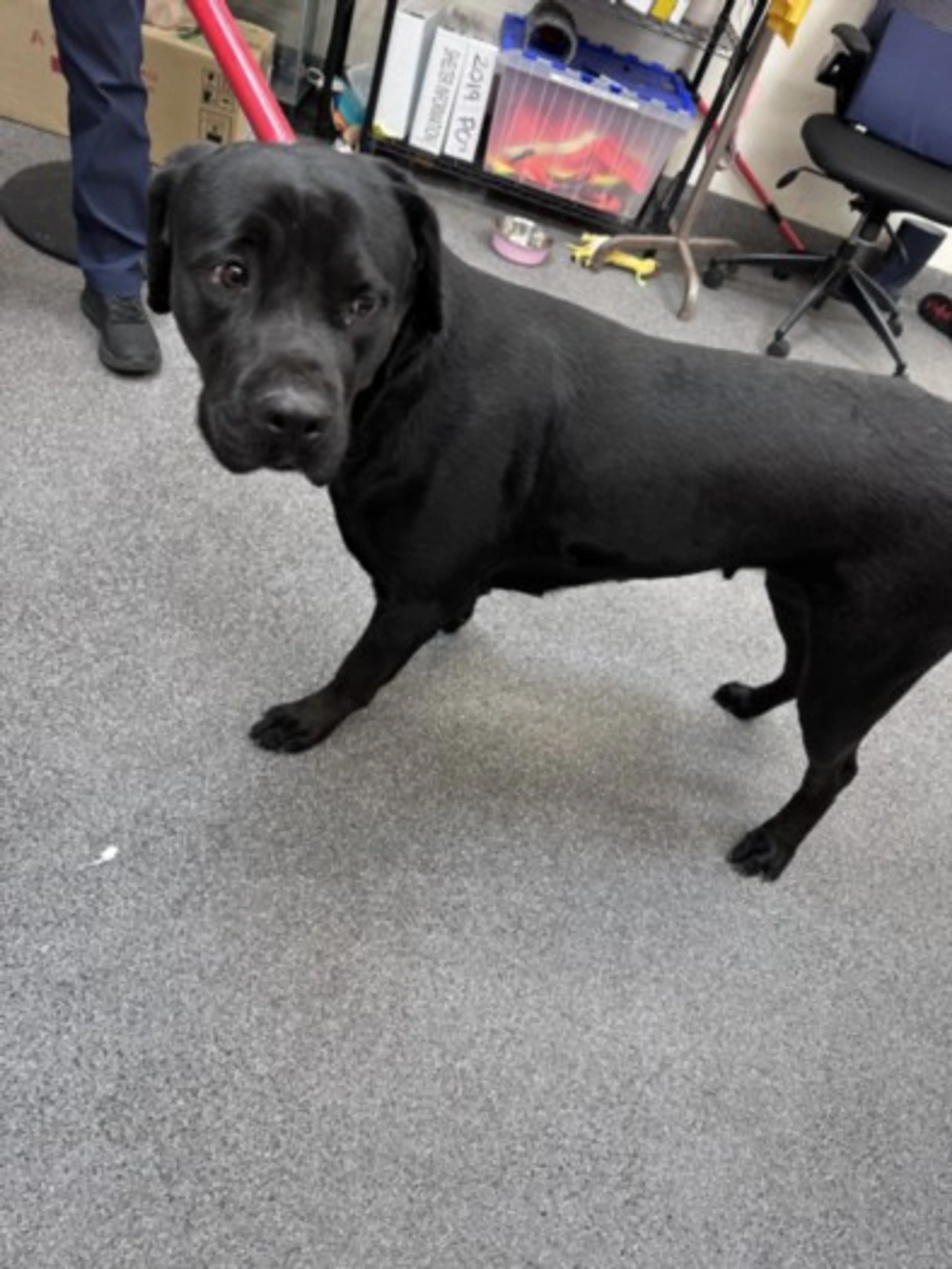 Found pet