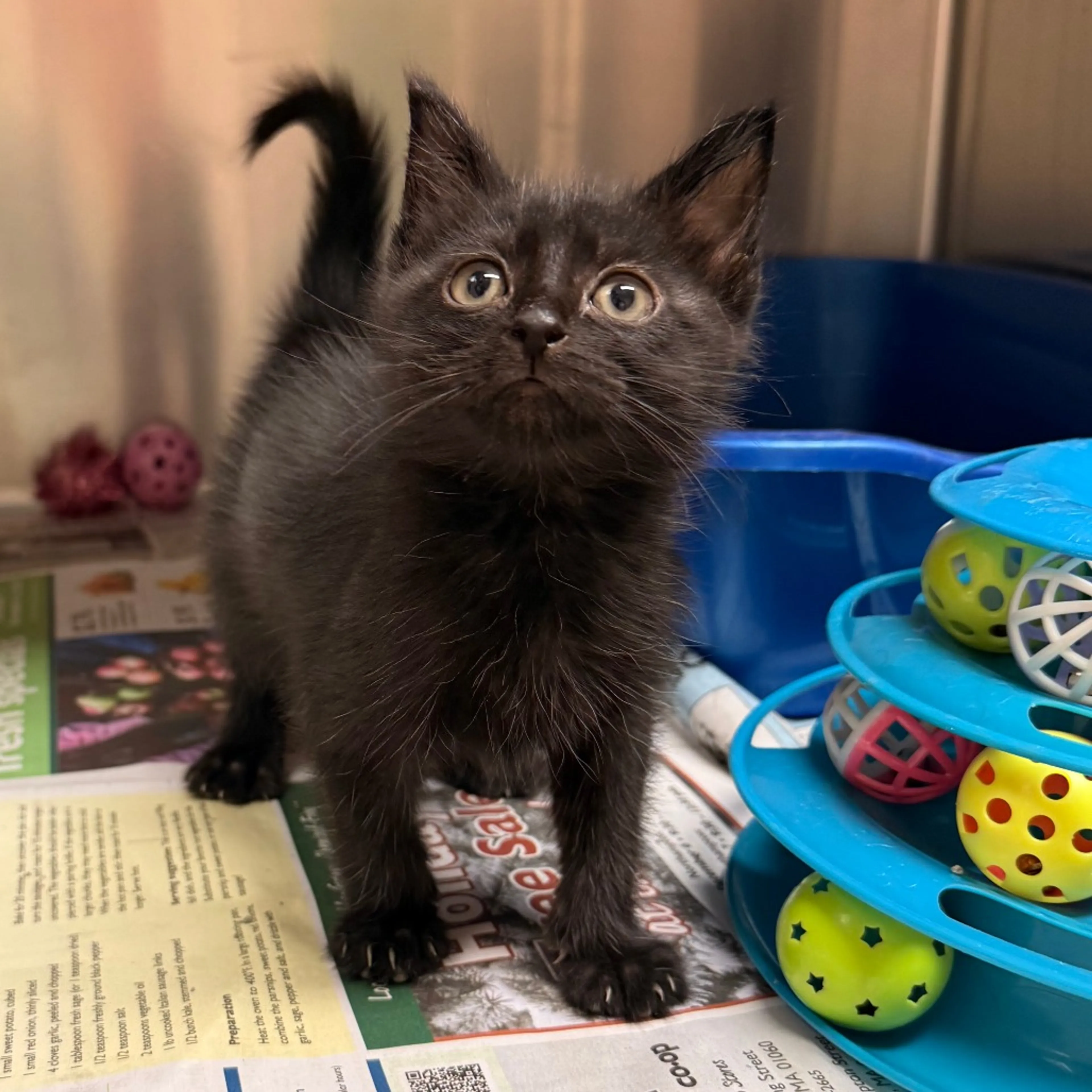 Found pet-1
