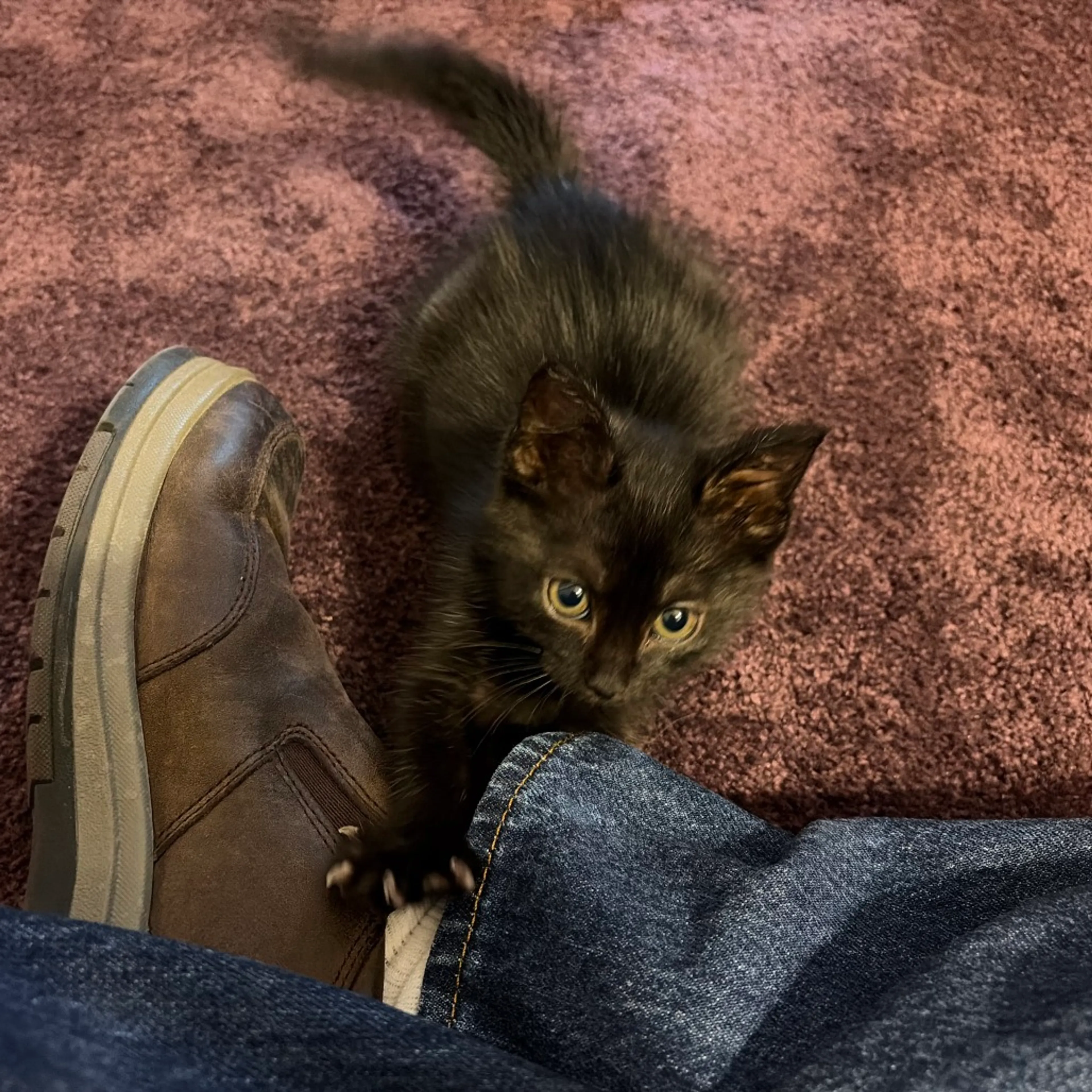 Found pet-7