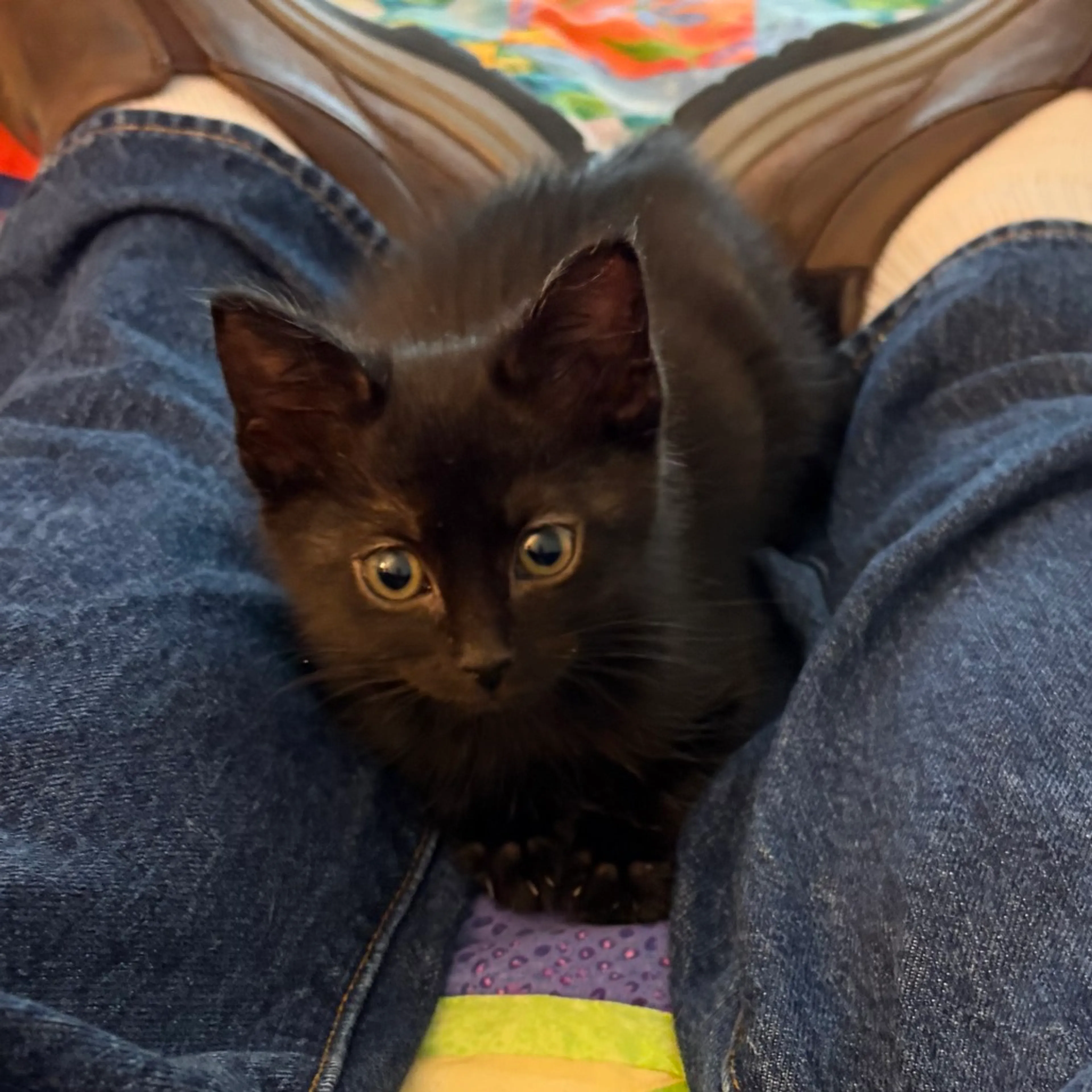 Found pet-4