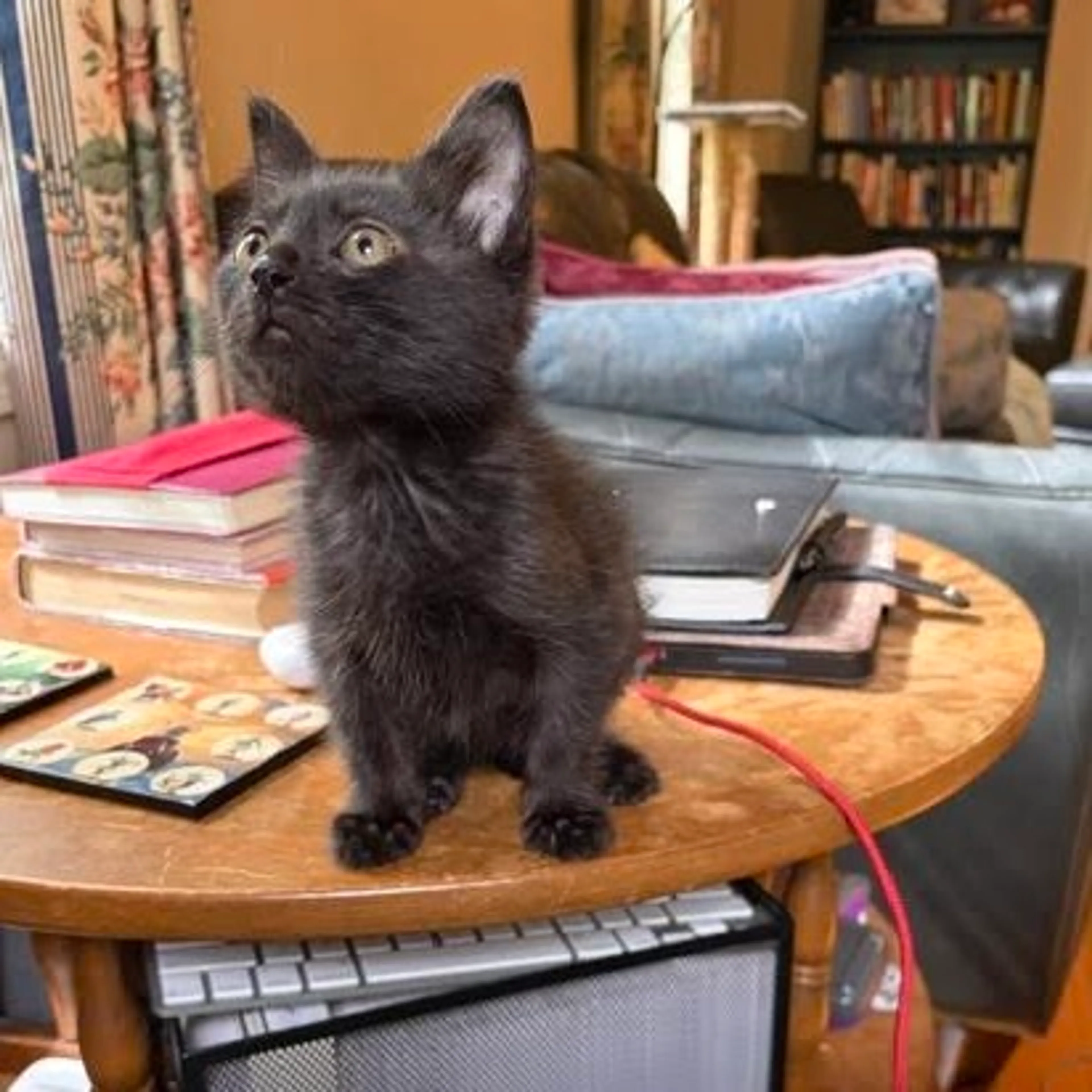 Found pet-9