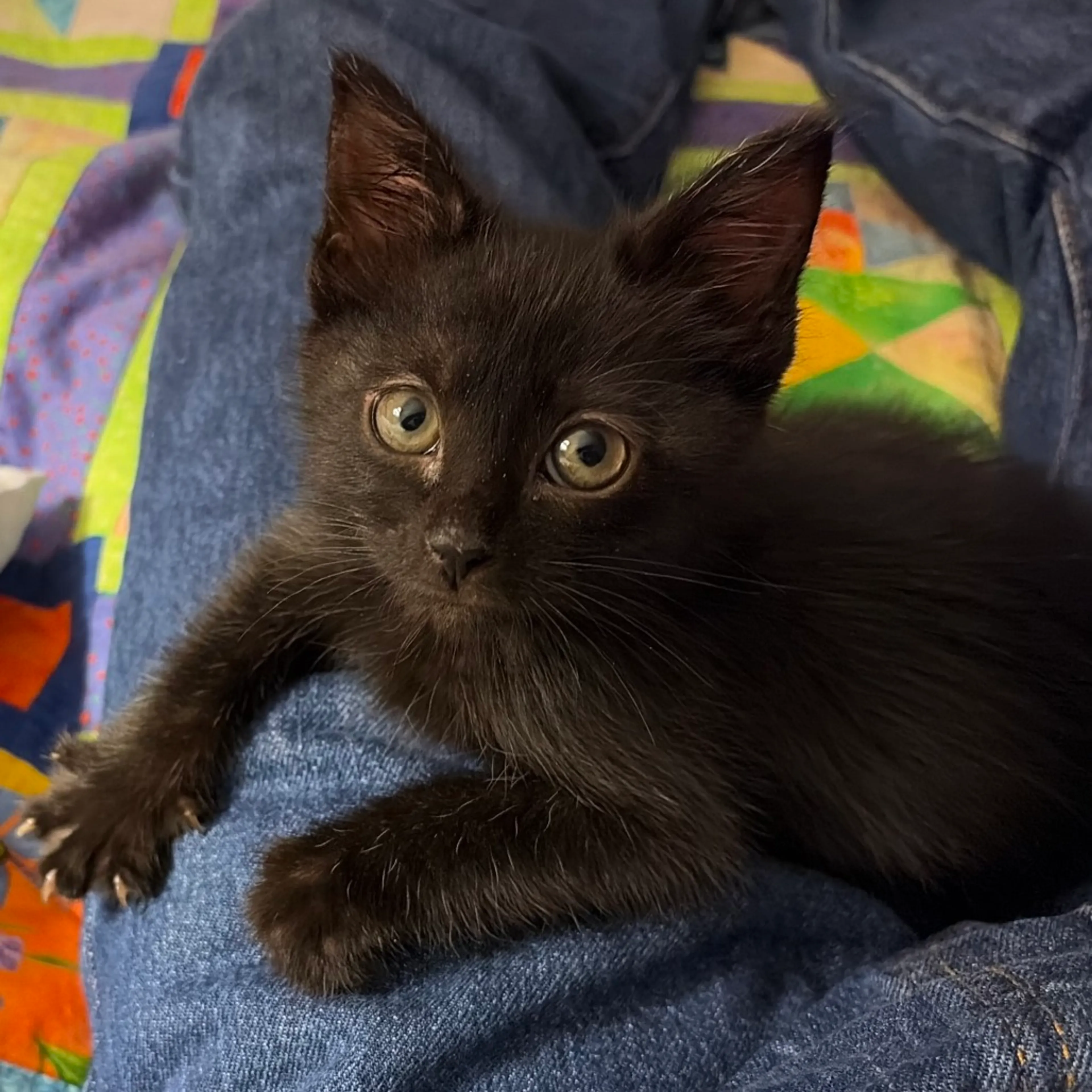 Found pet-3