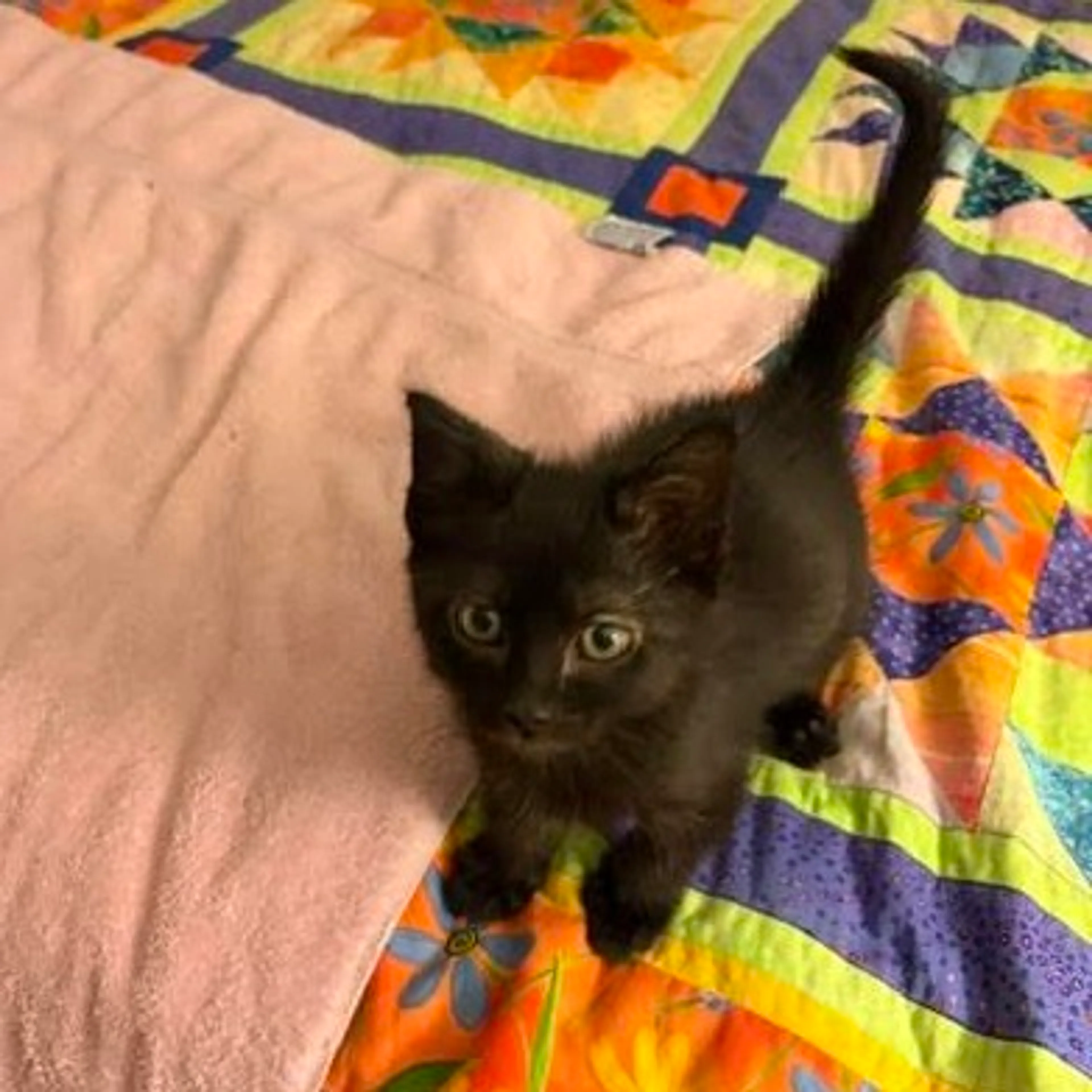 Found pet-11
