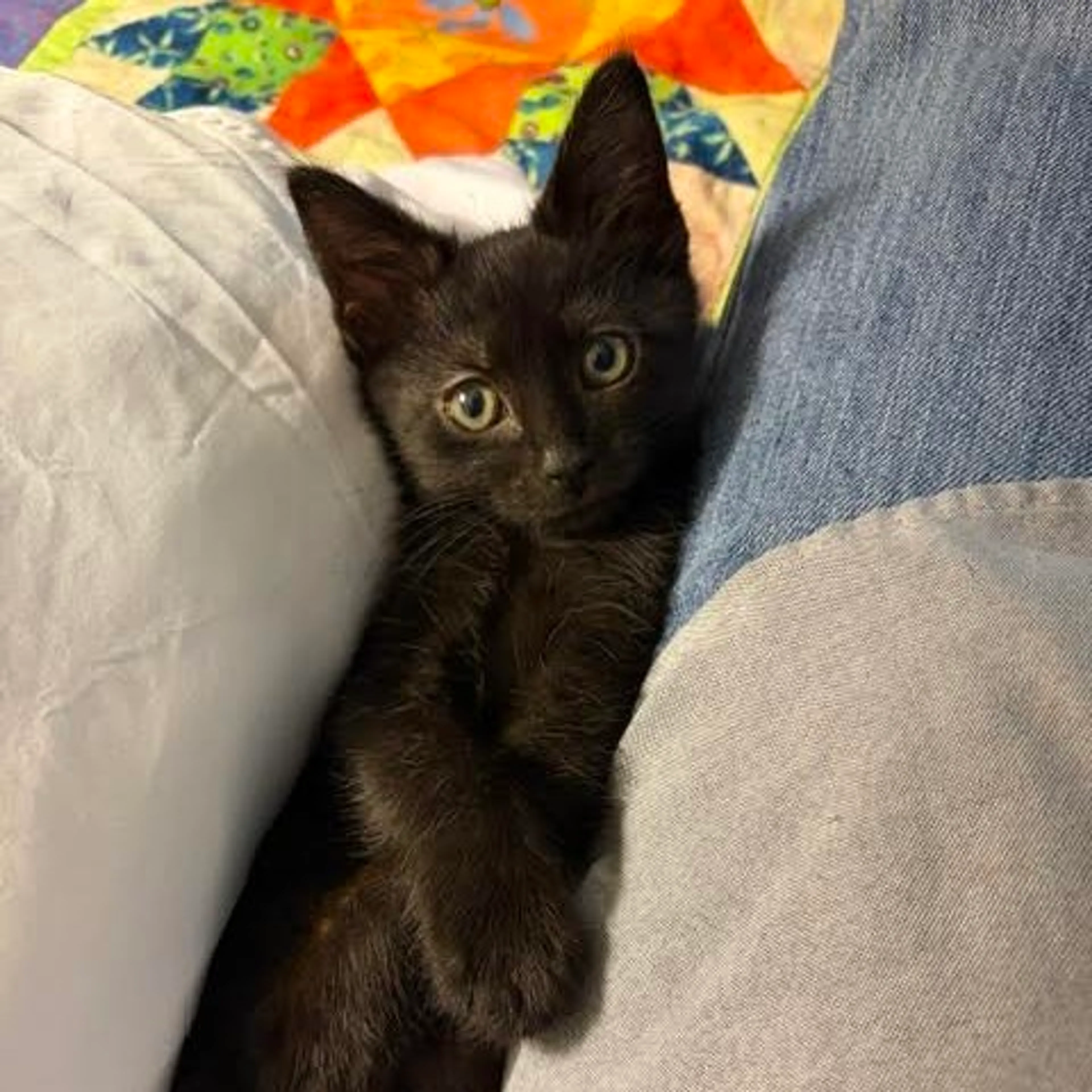 Found pet-8