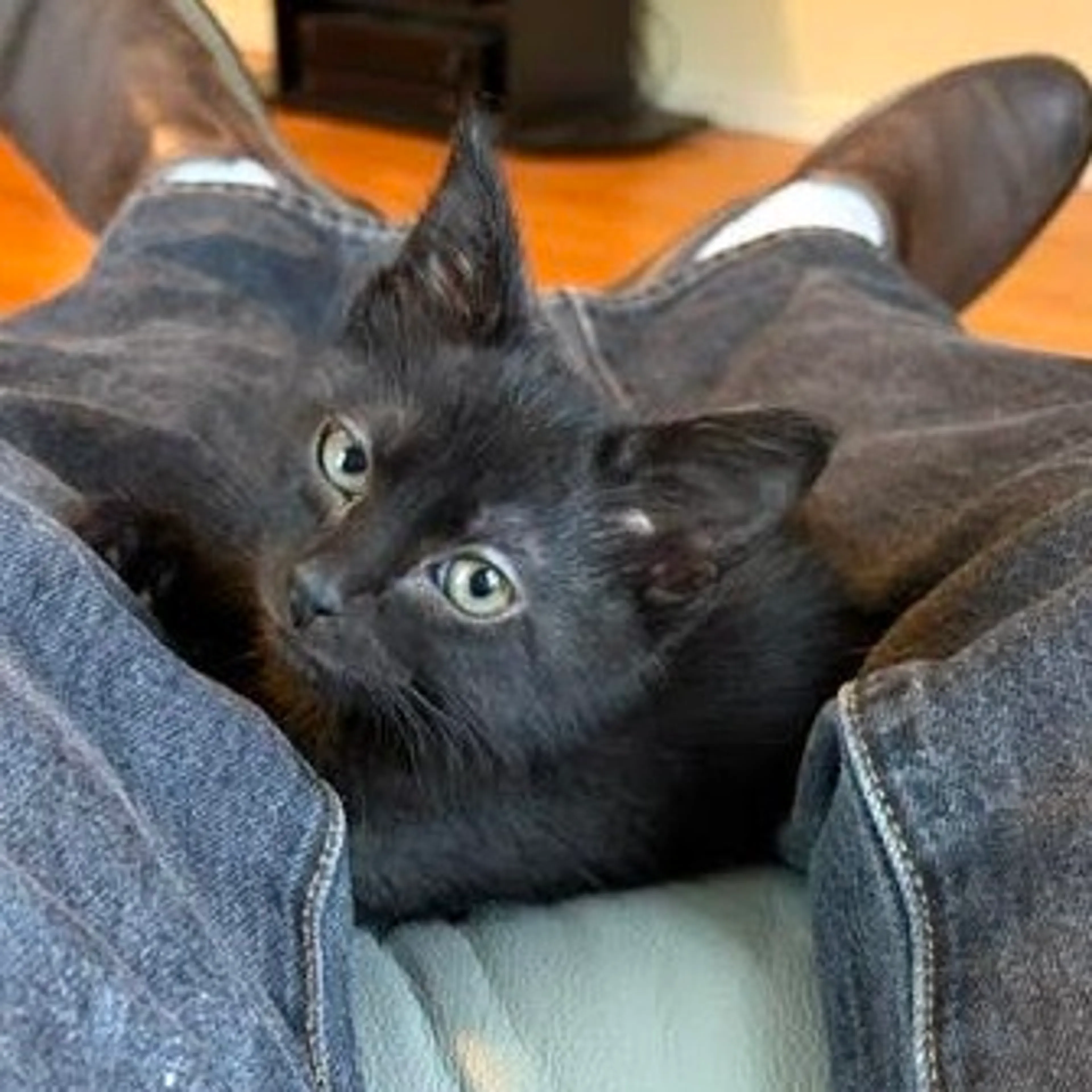 Found pet-10
