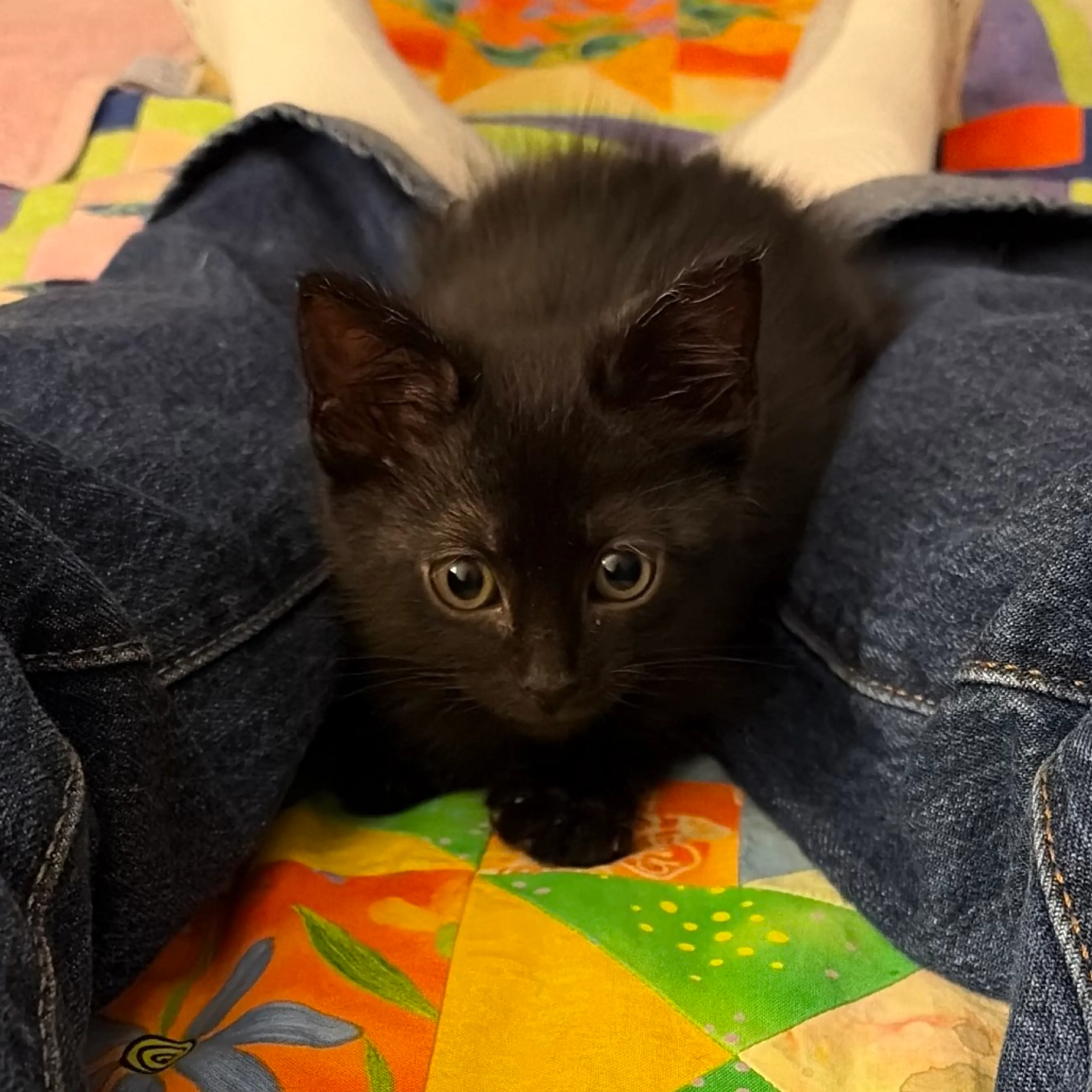 Found pet-2