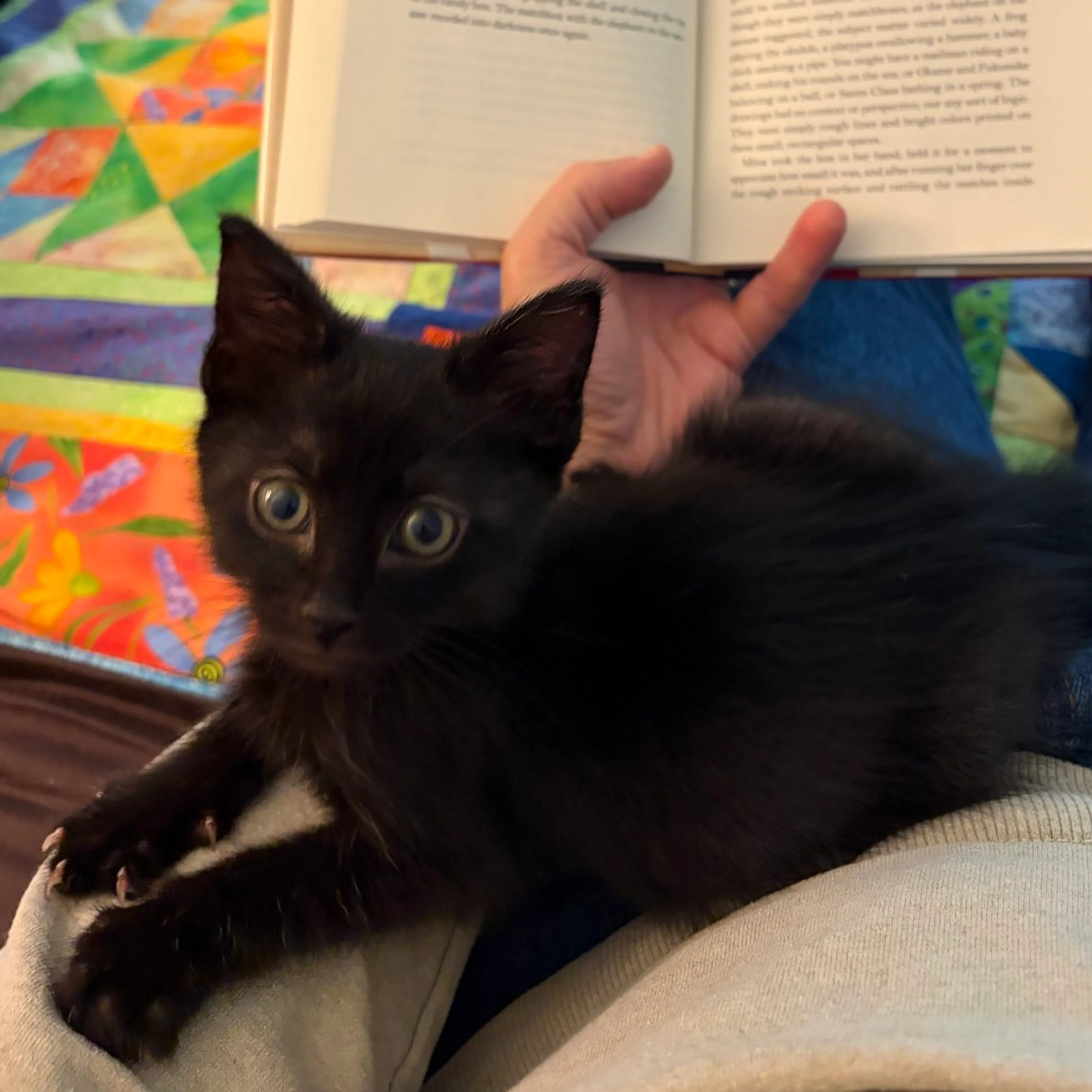 Found pet-5