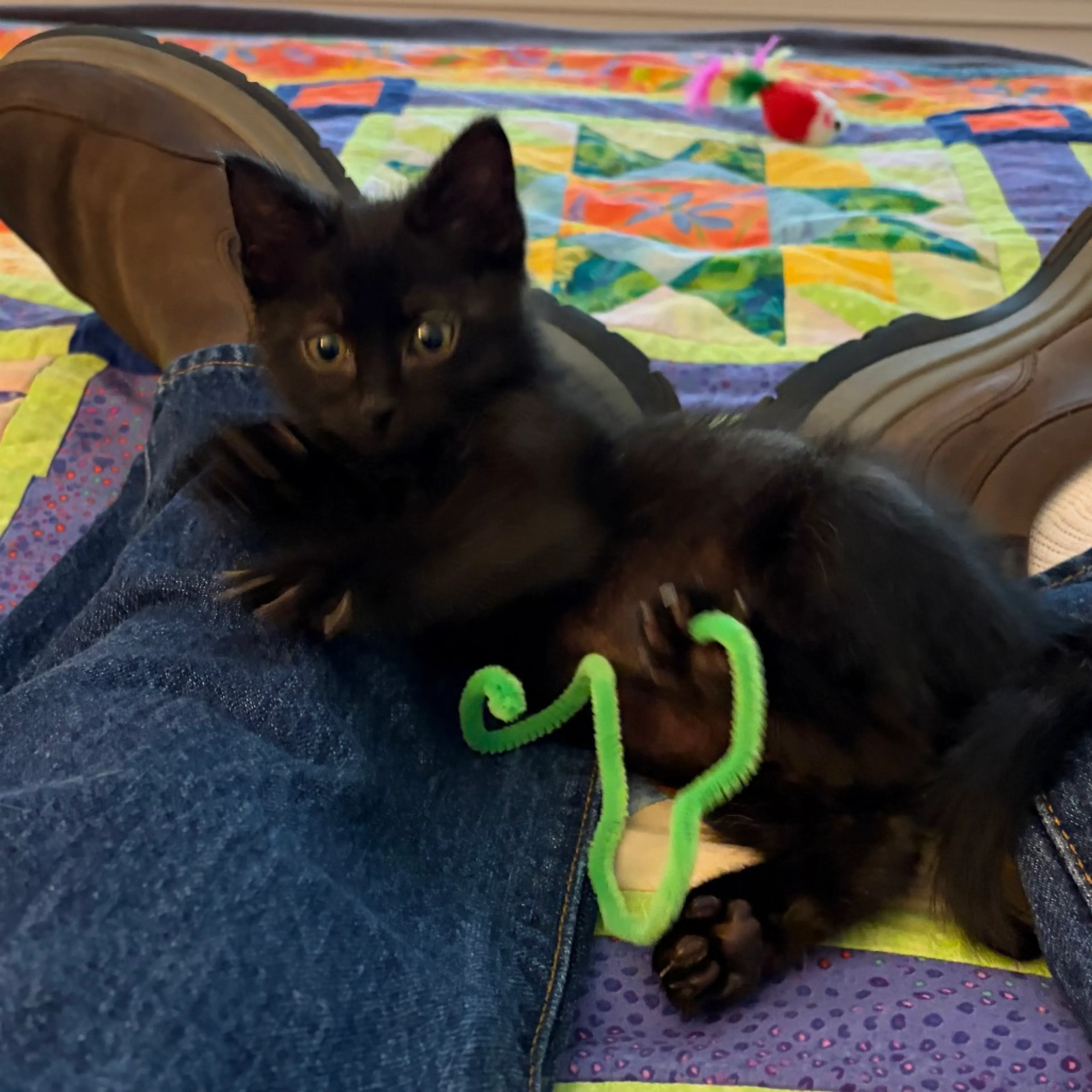 Found pet-6
