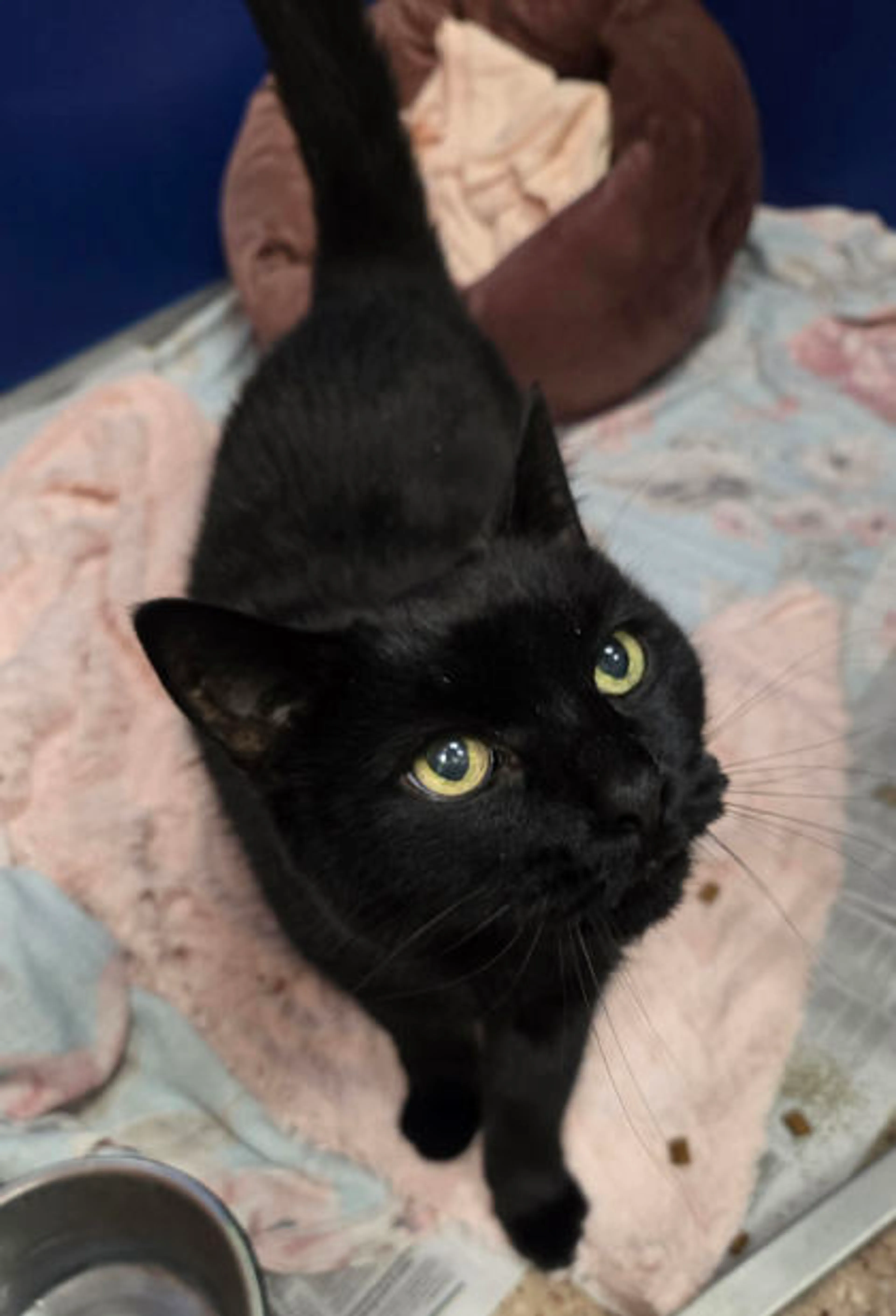 Found pet-1