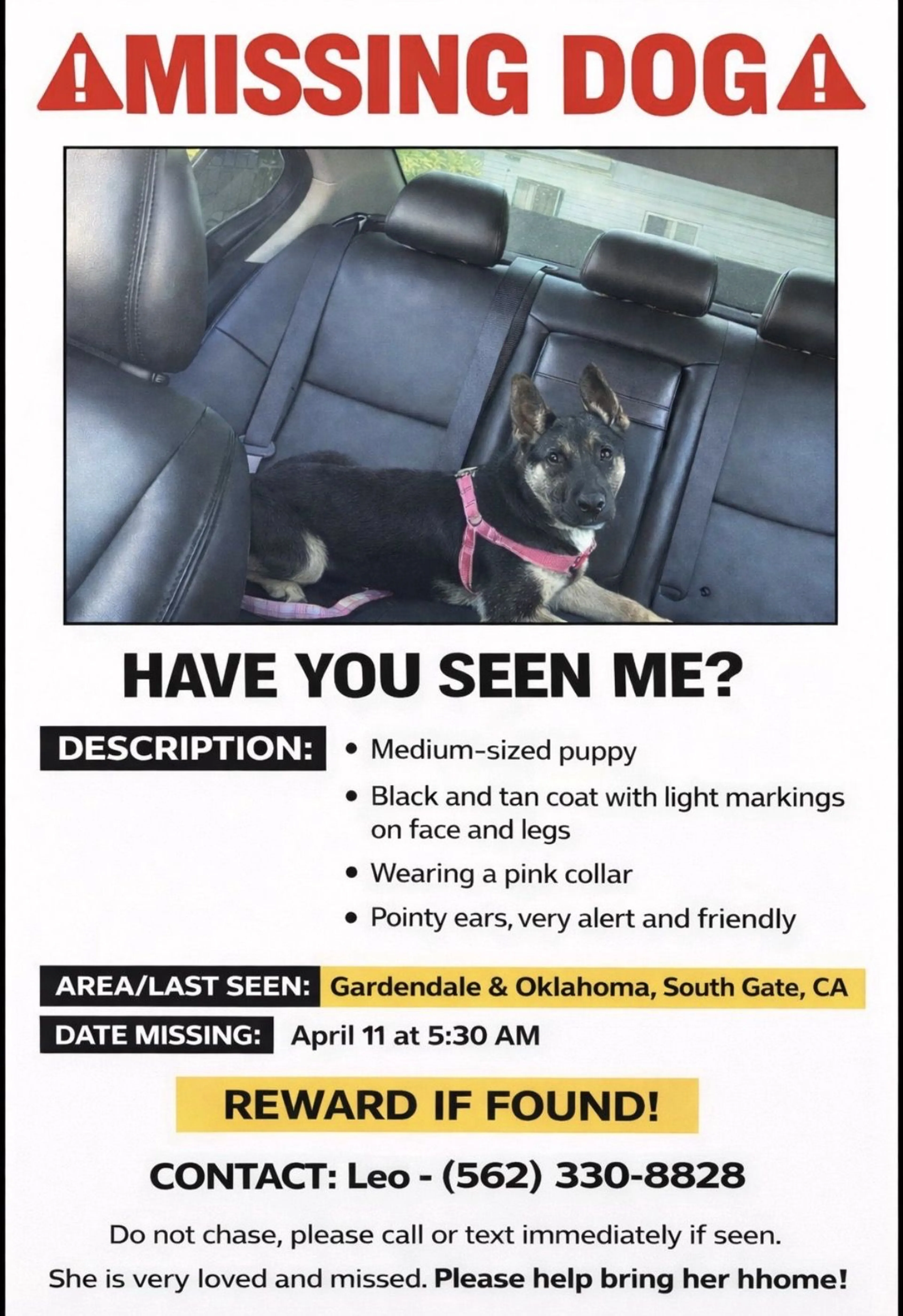 Lost pet