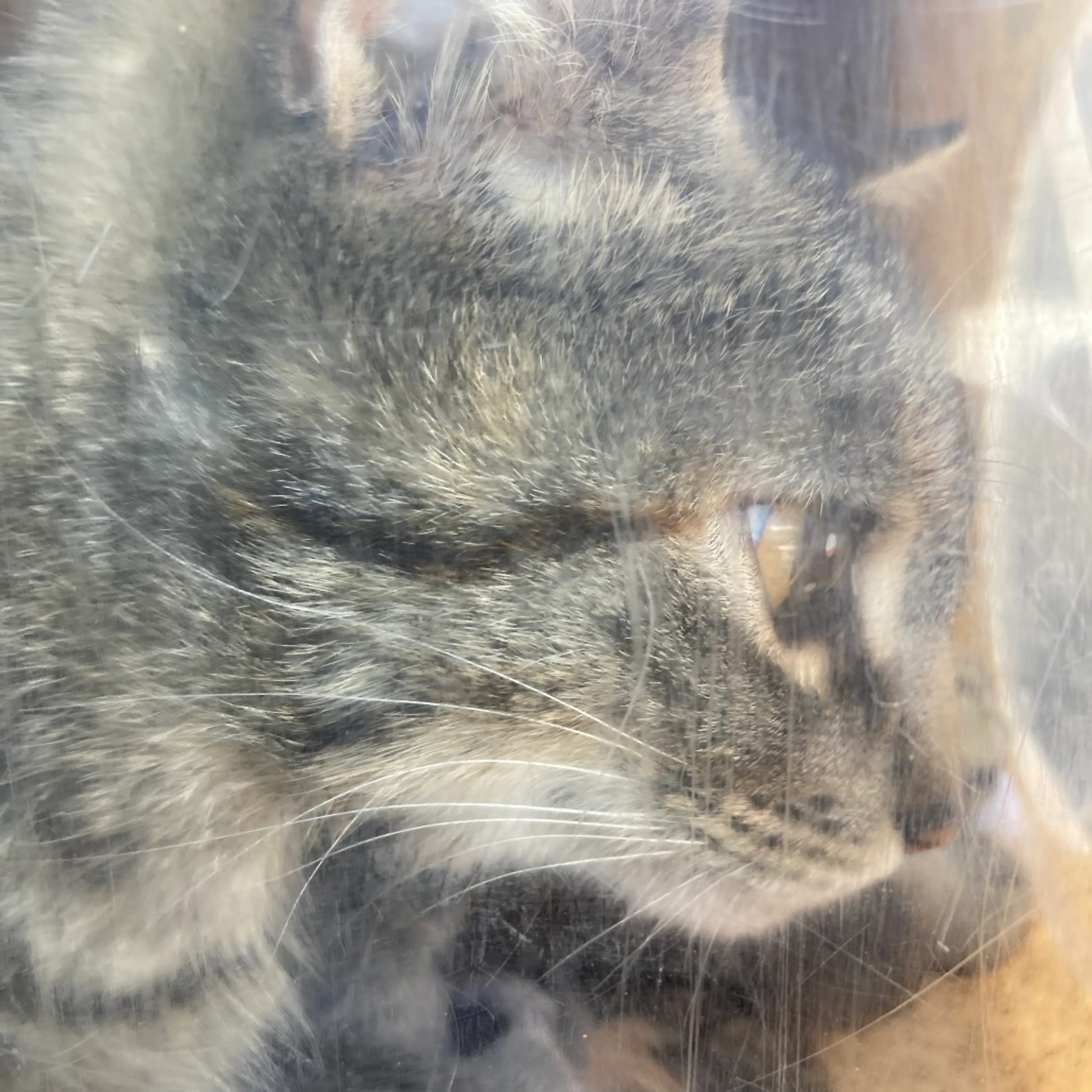 Found pet-1