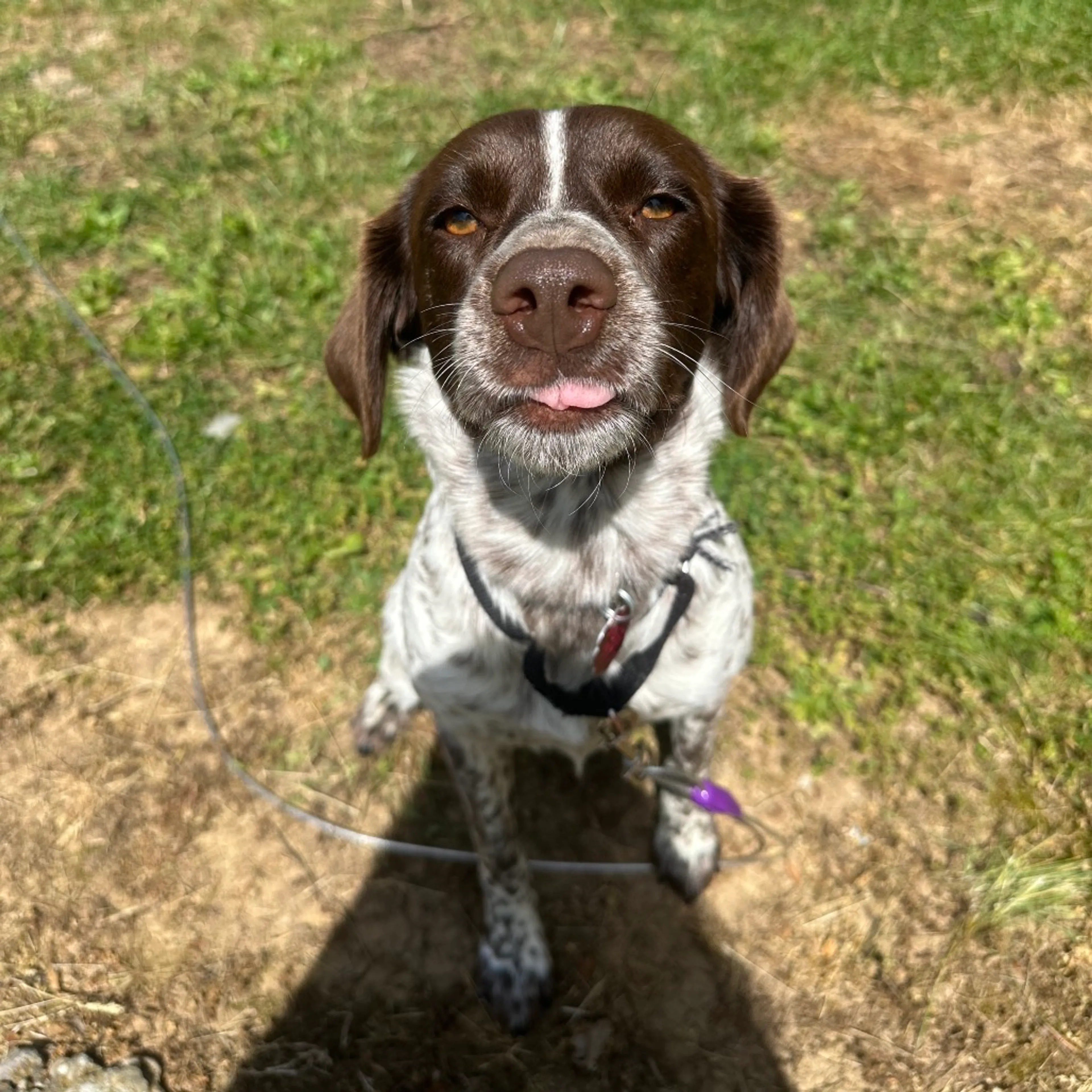 Found pet-2