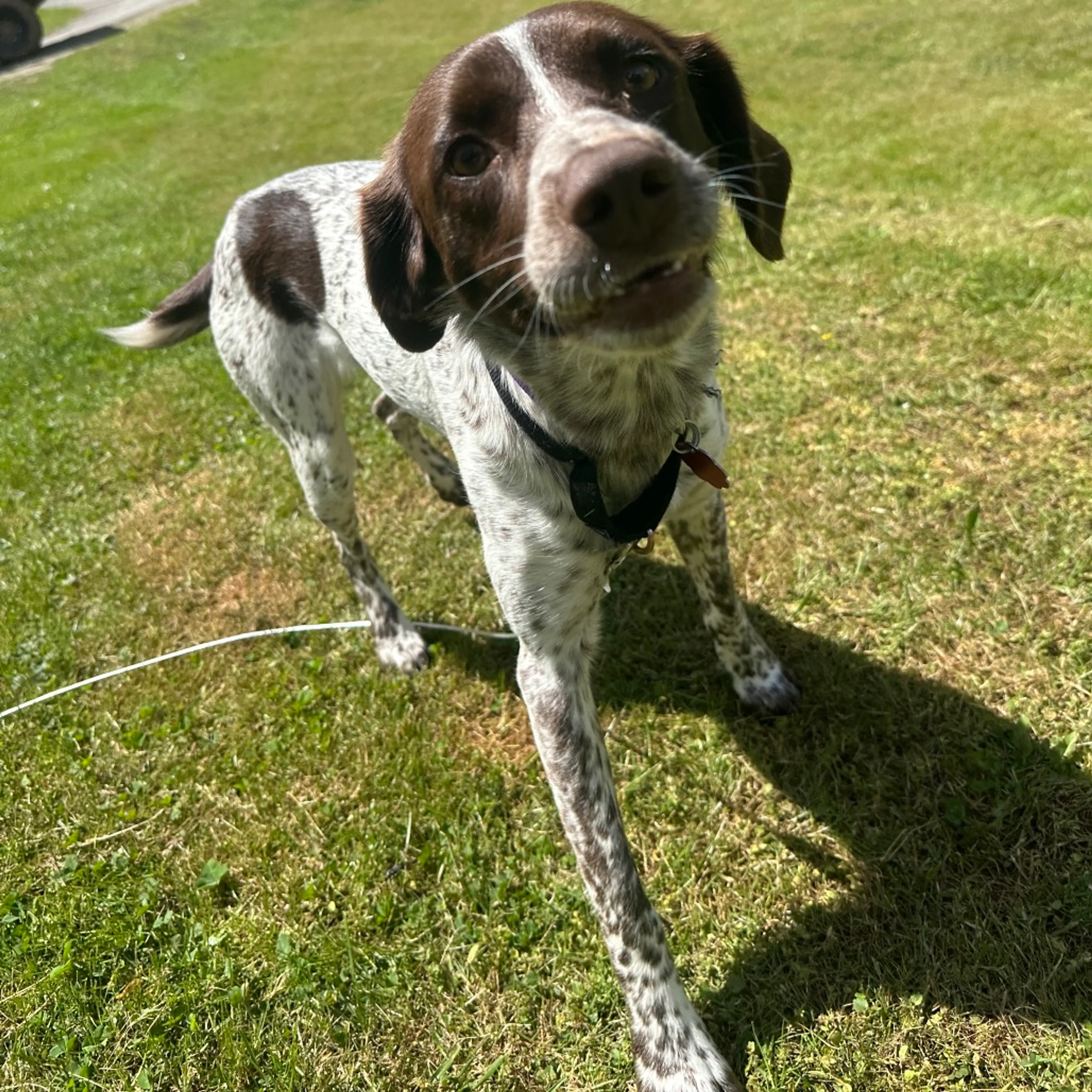 Found pet-0