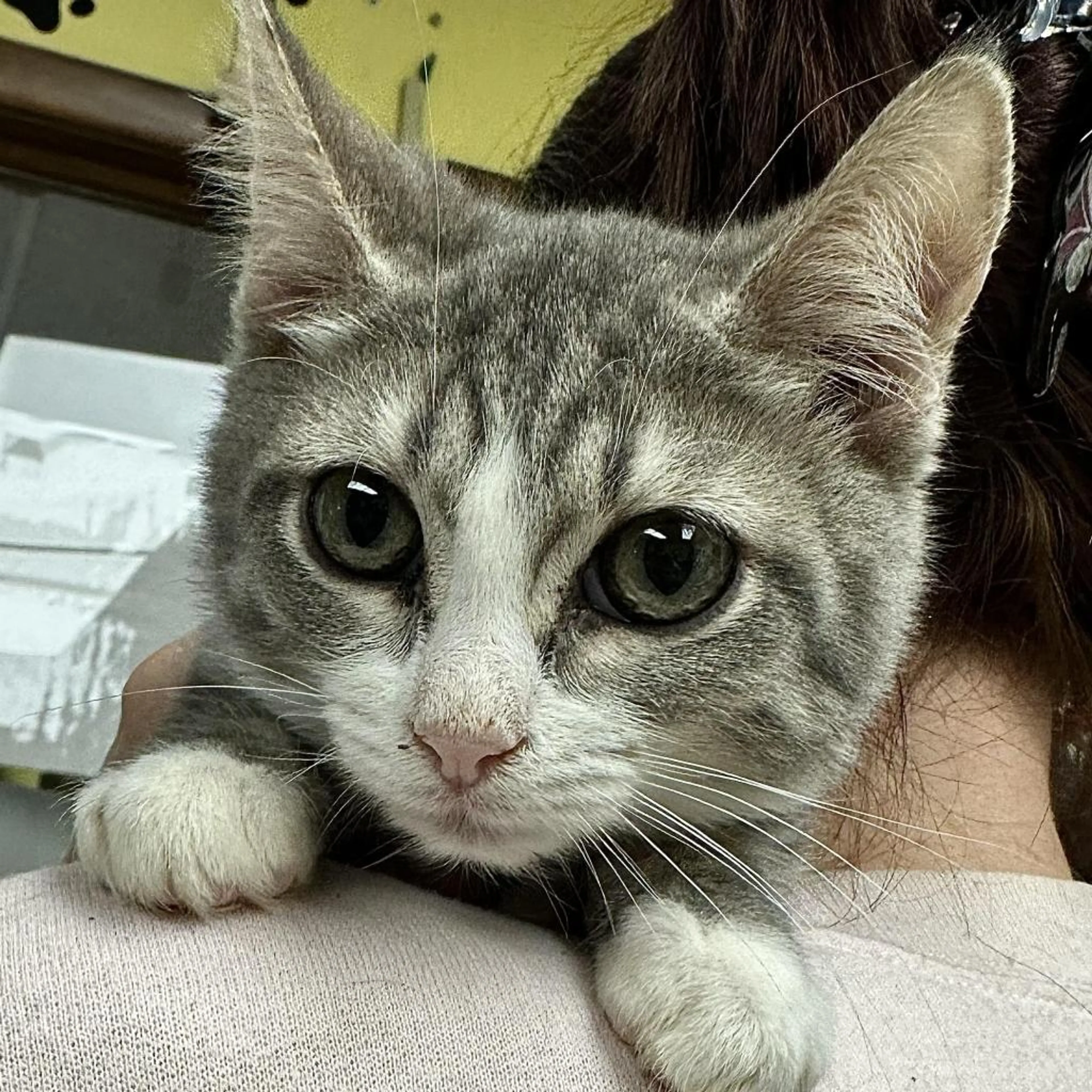 Found pet-1