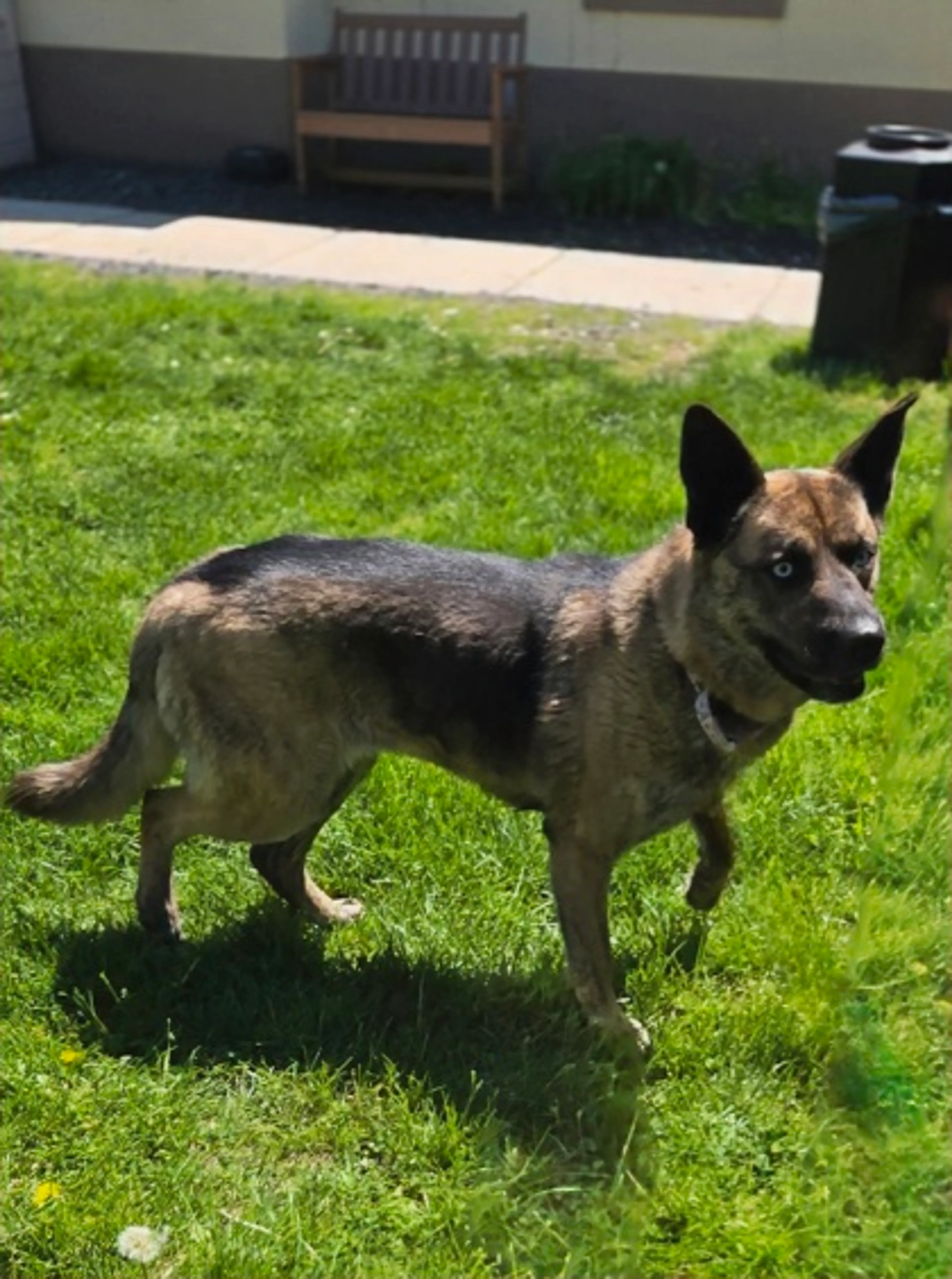 Found pet-2