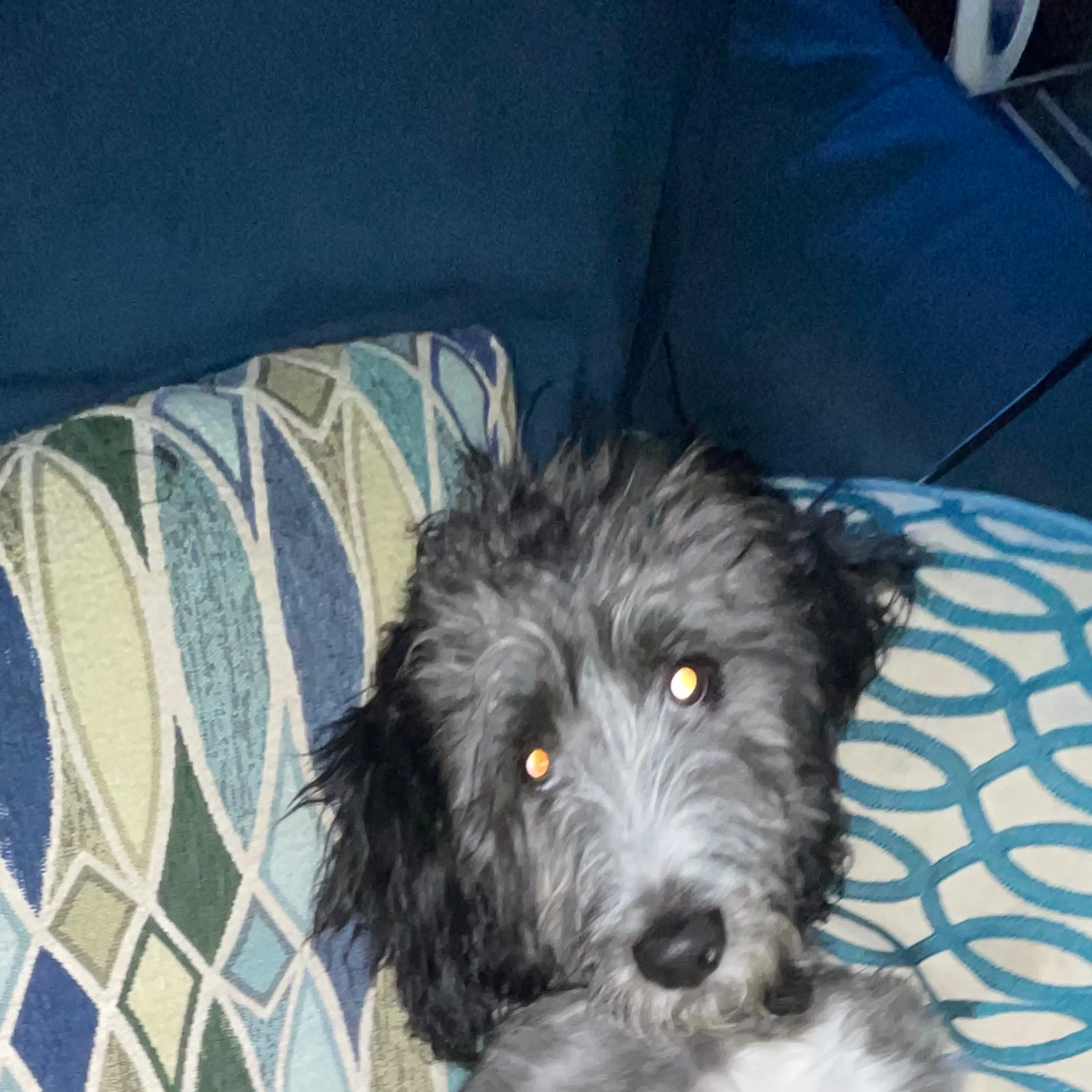 Lost pet-1