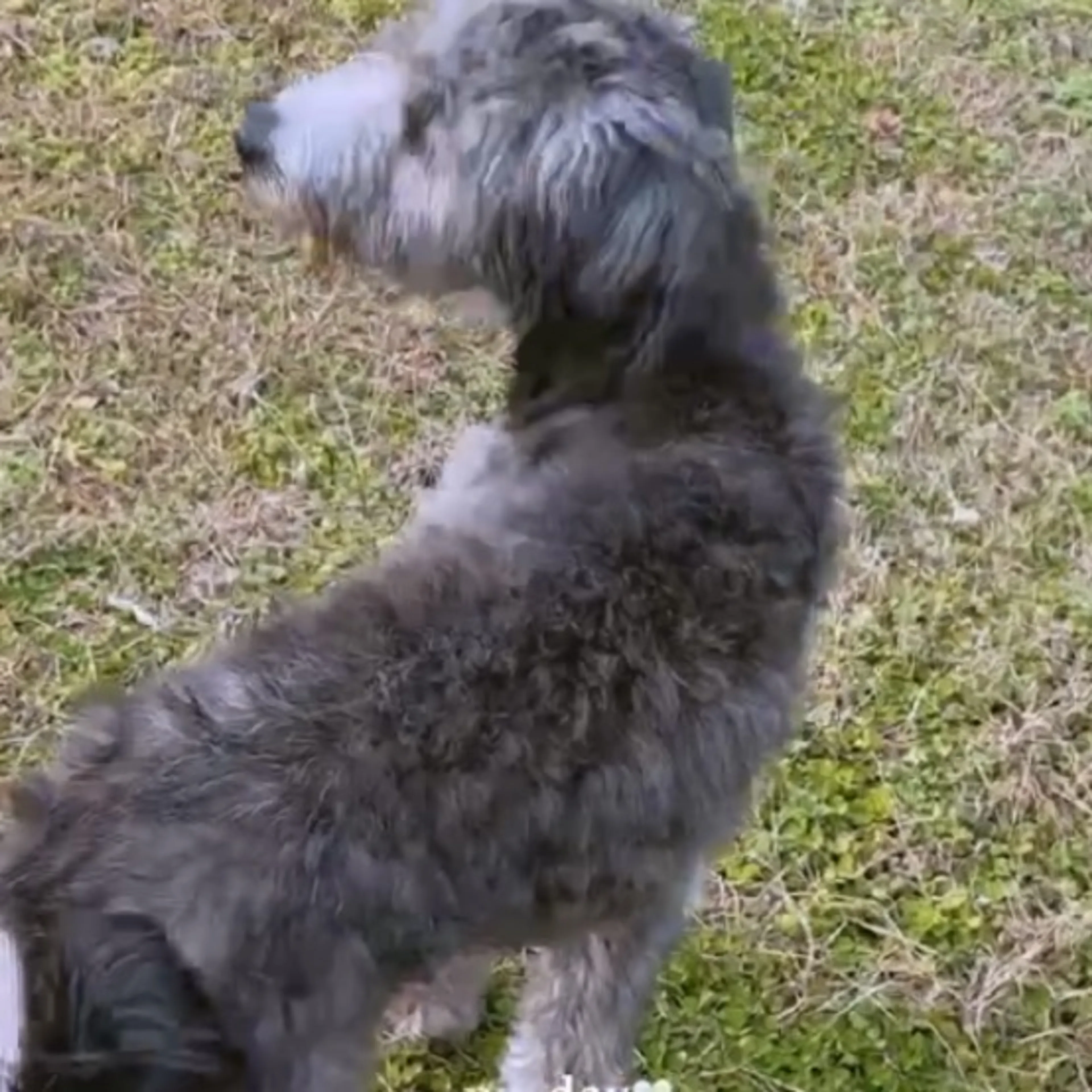 Lost pet-0