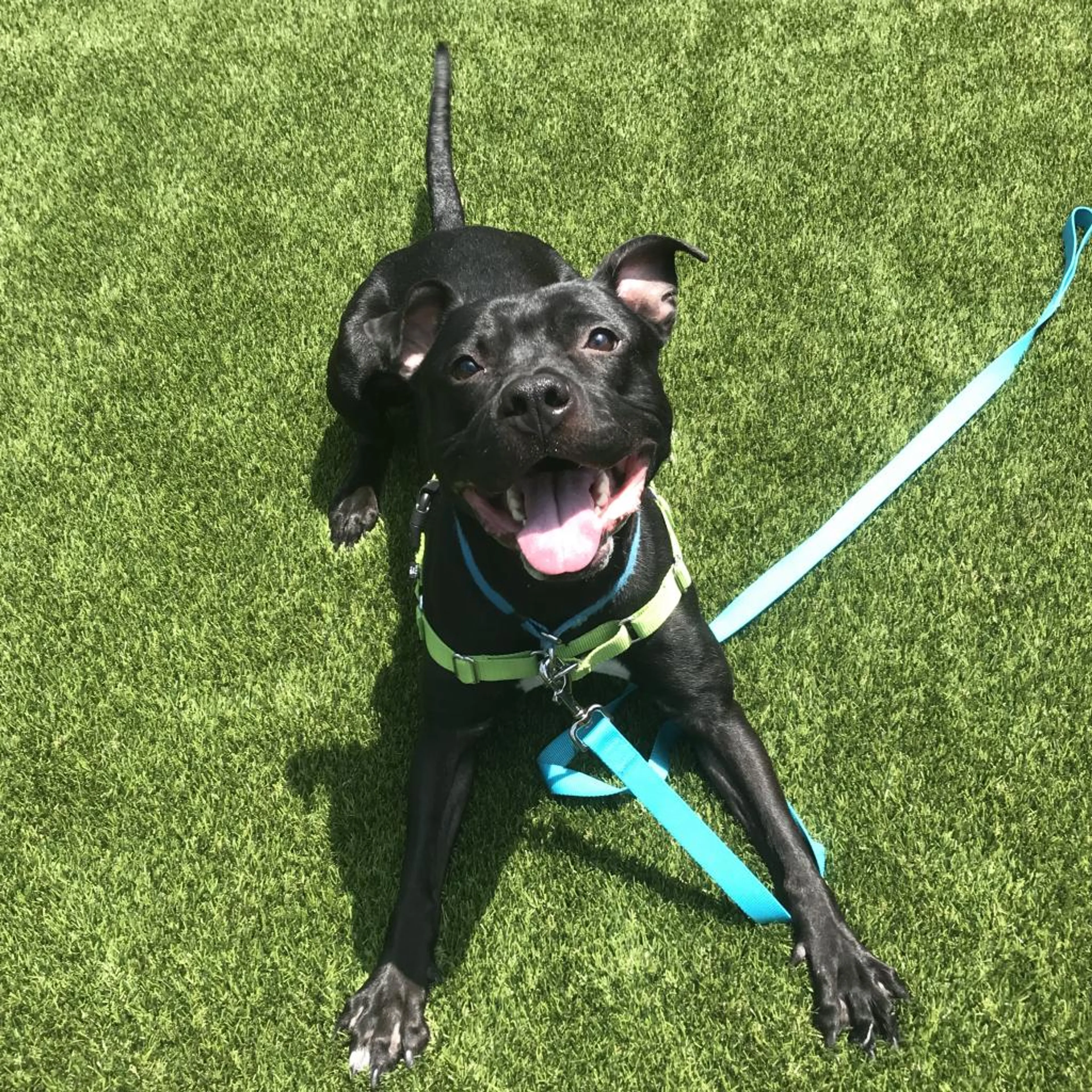 Found pet-1