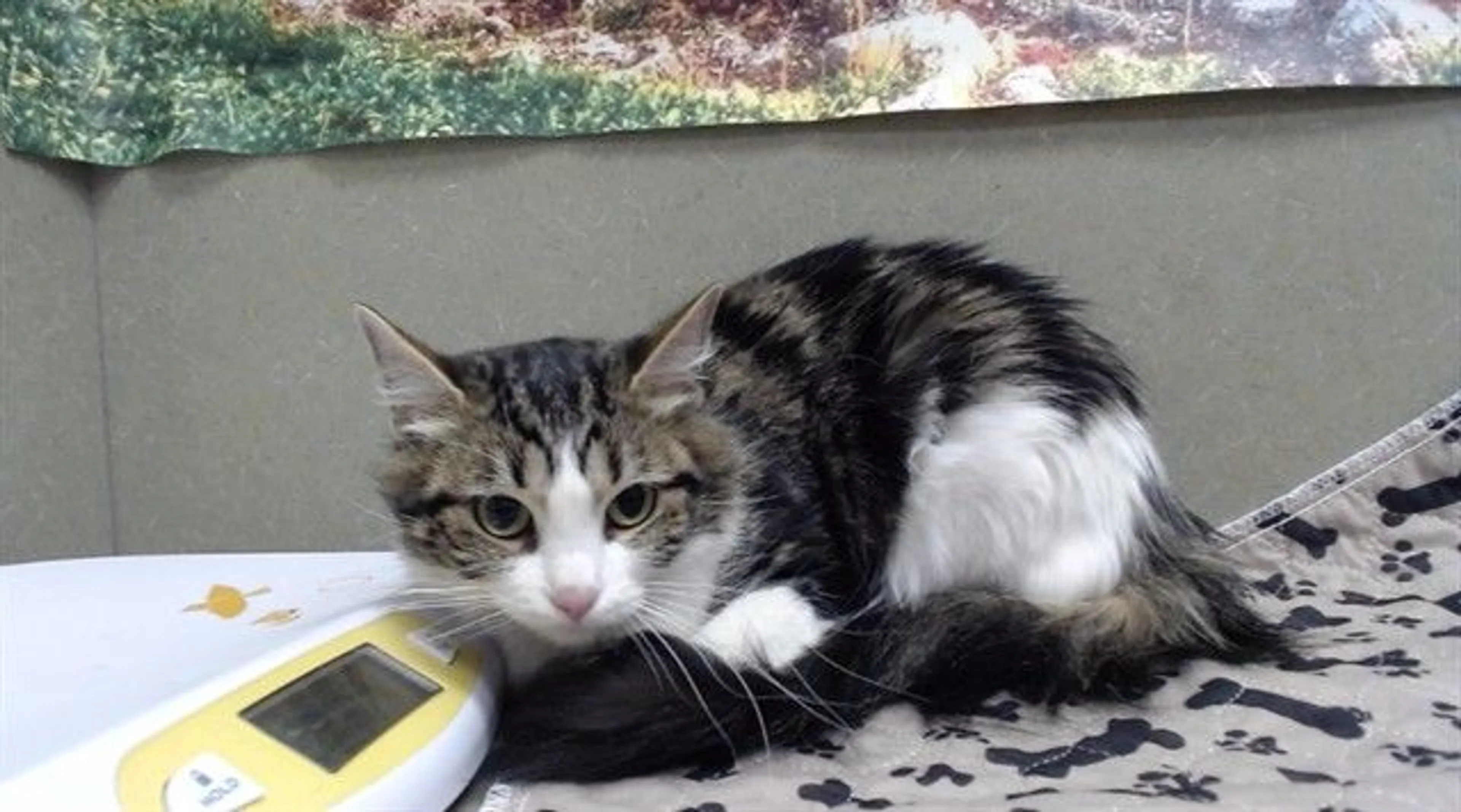 Found pet