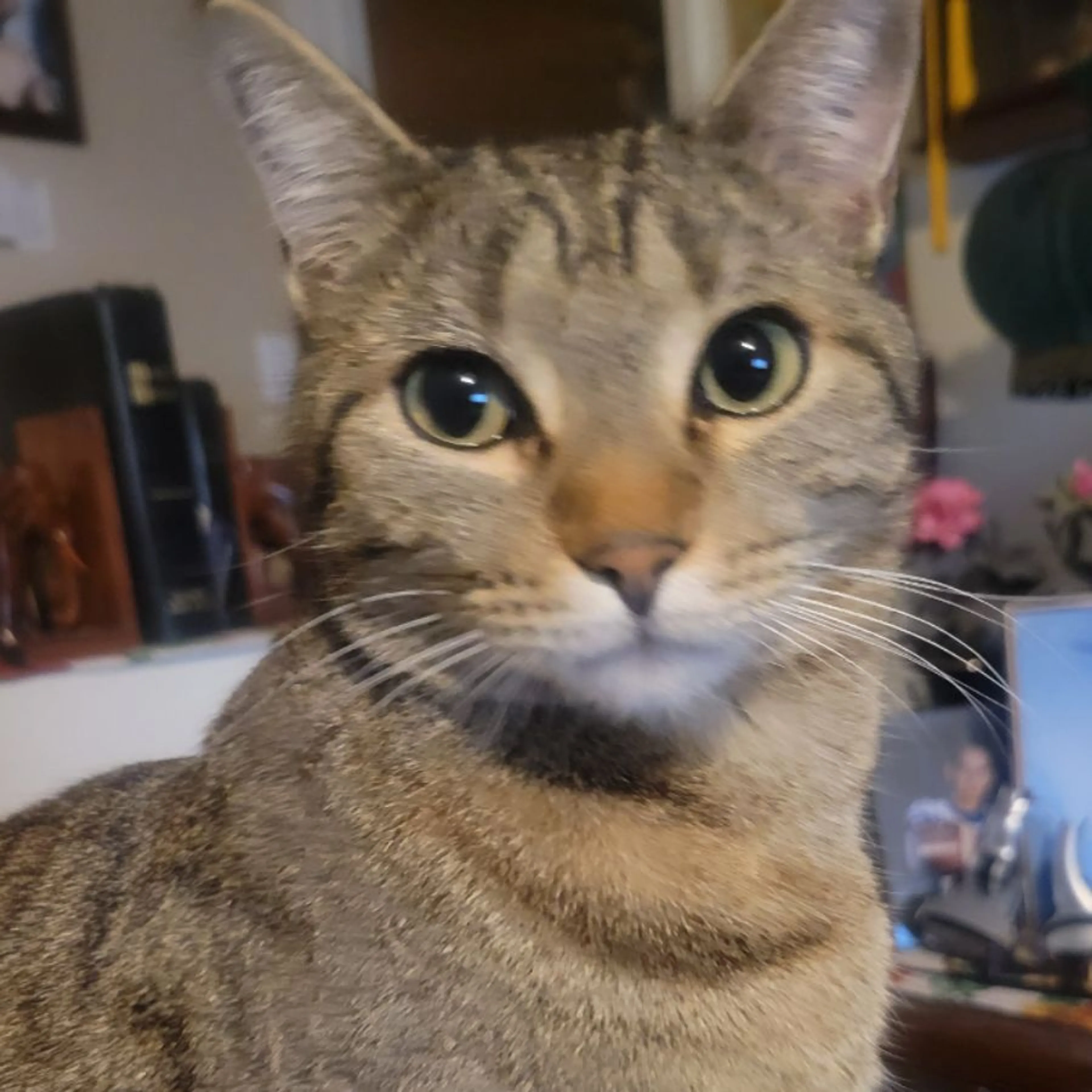 Lost pet
