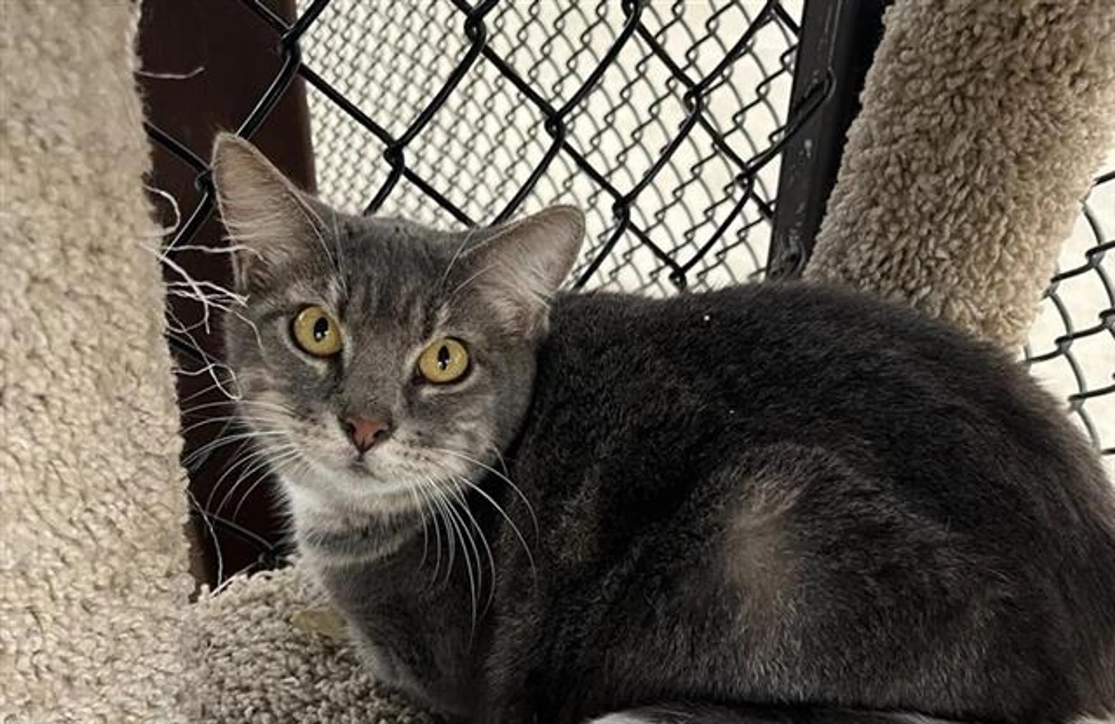 Found pet