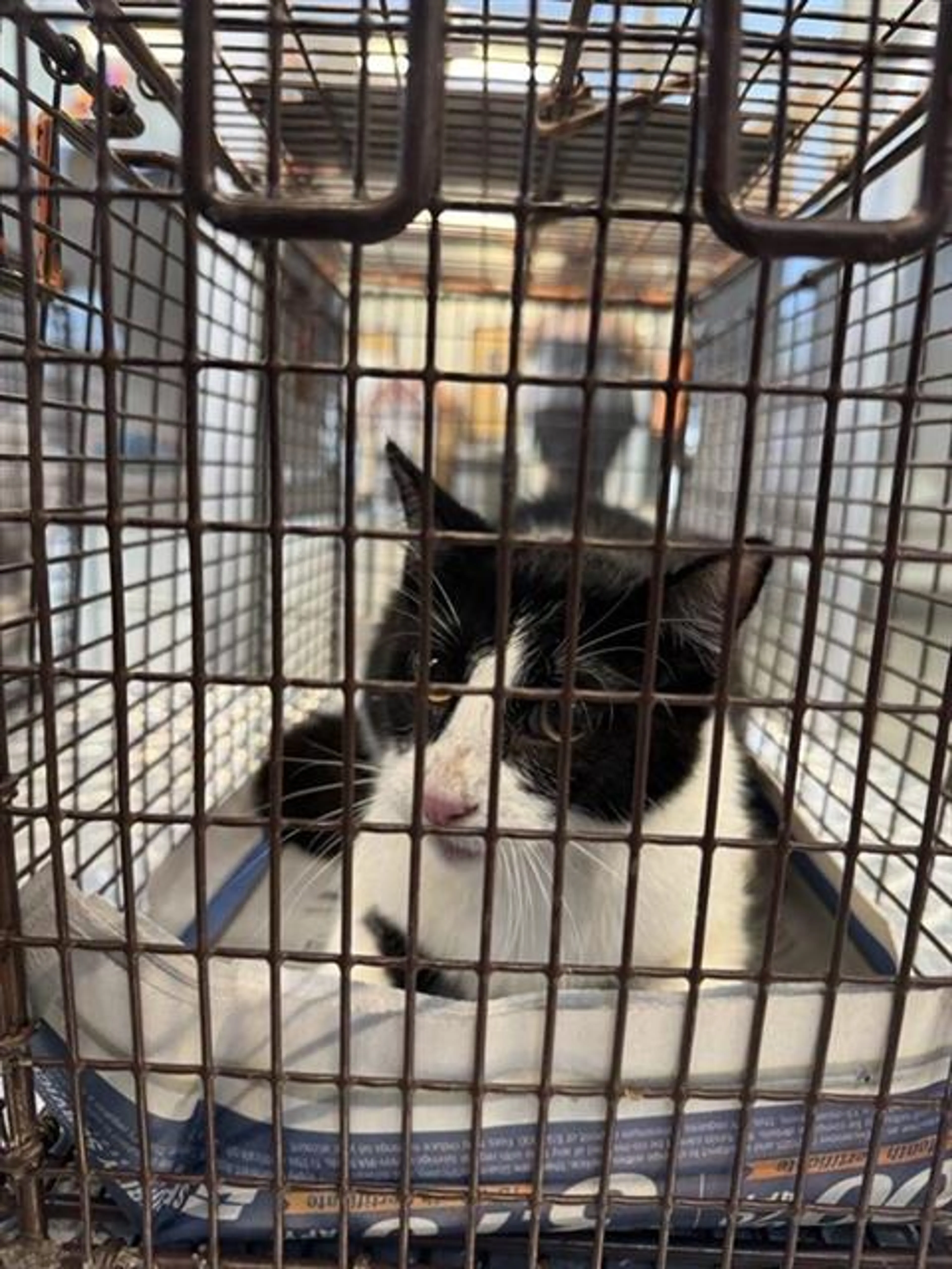 Found pet