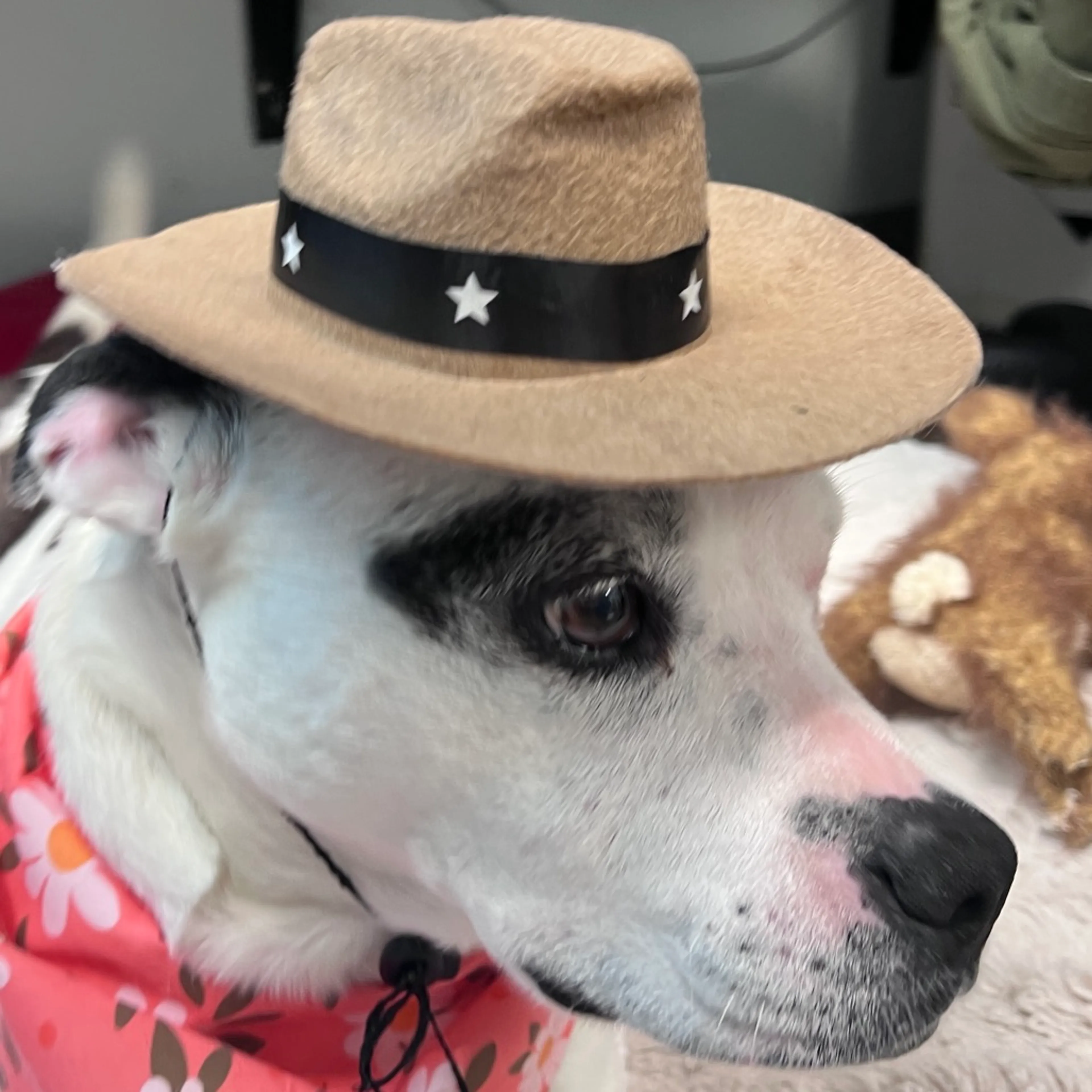 Found pet-3