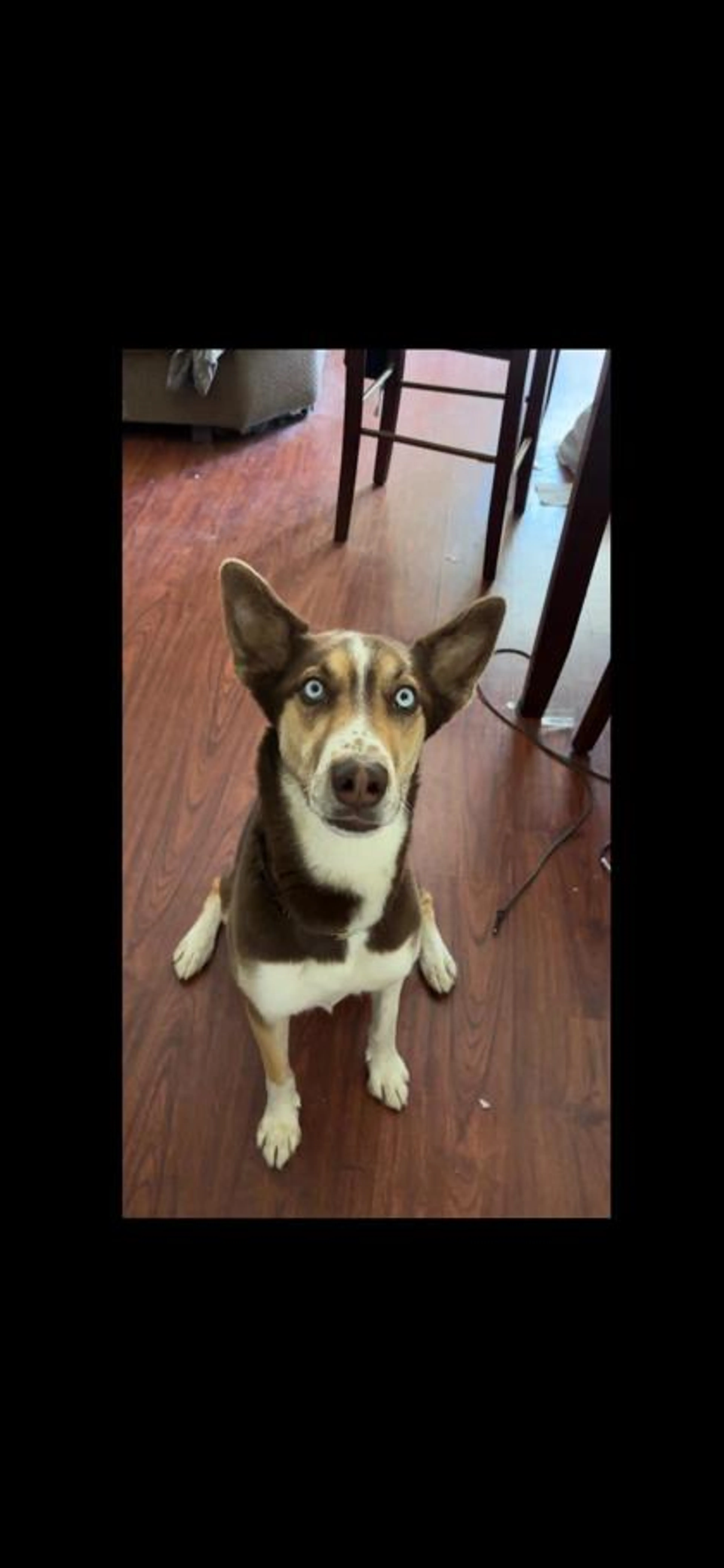 Found pet