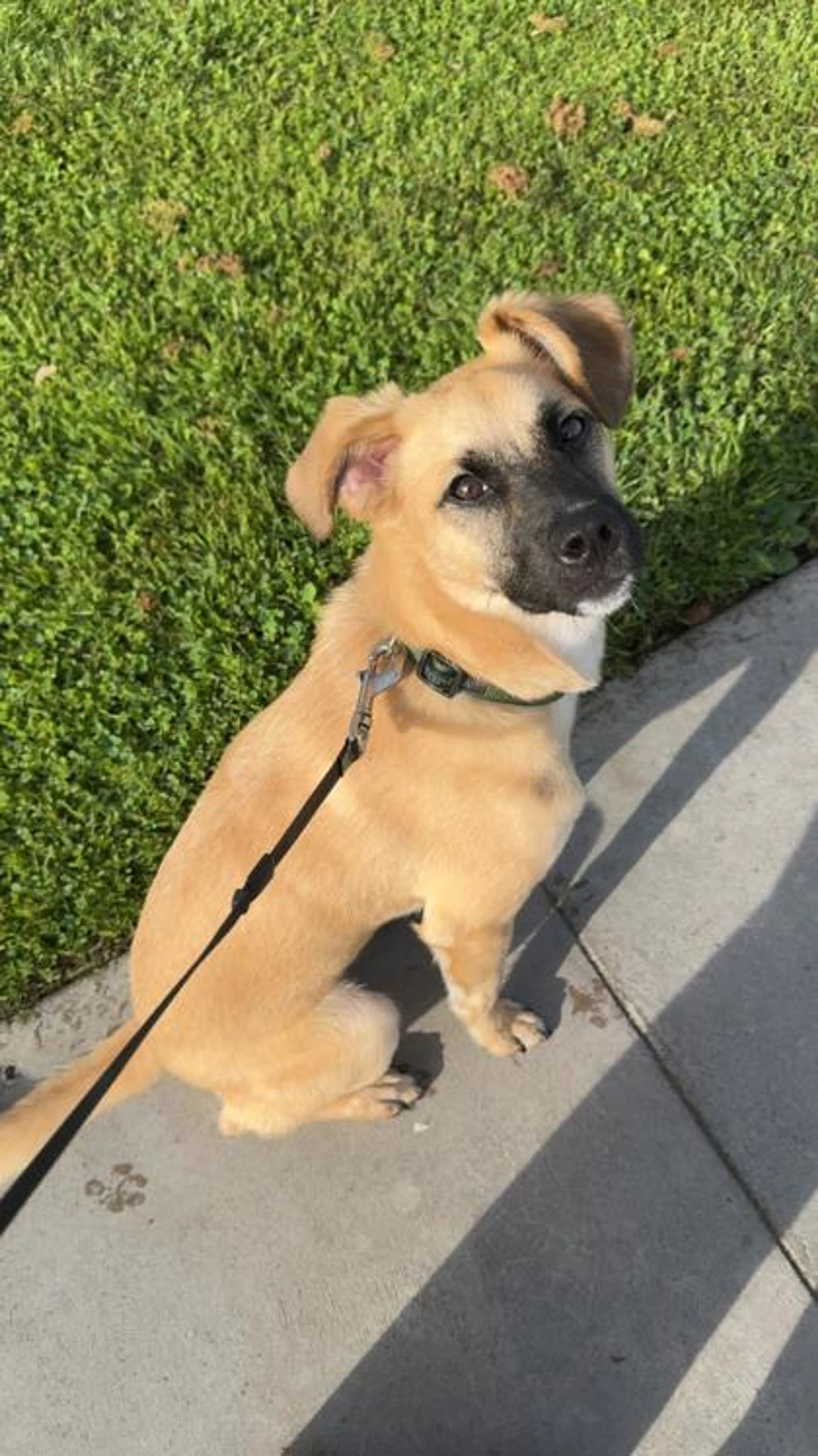 Found pet