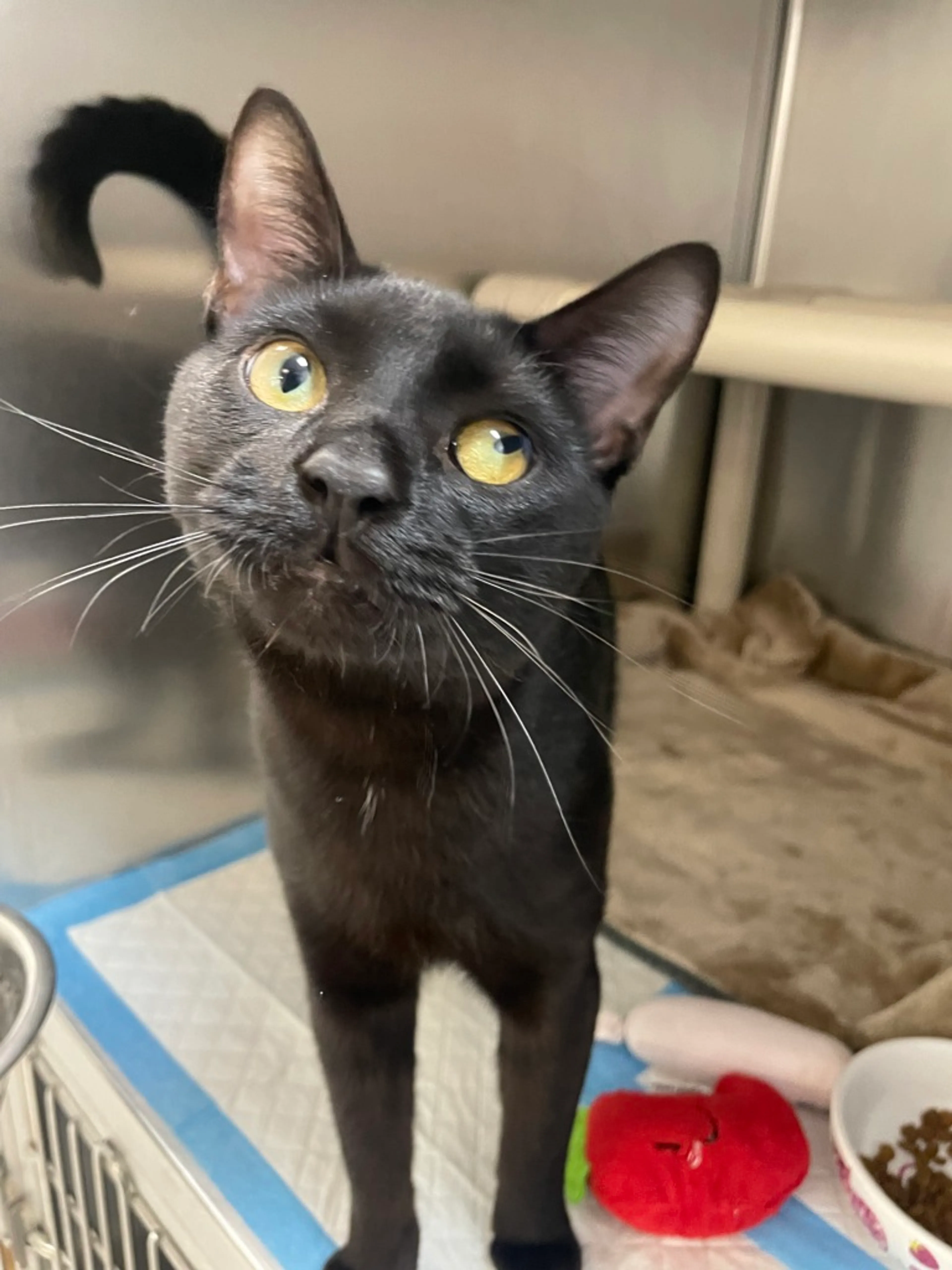 Found pet-2