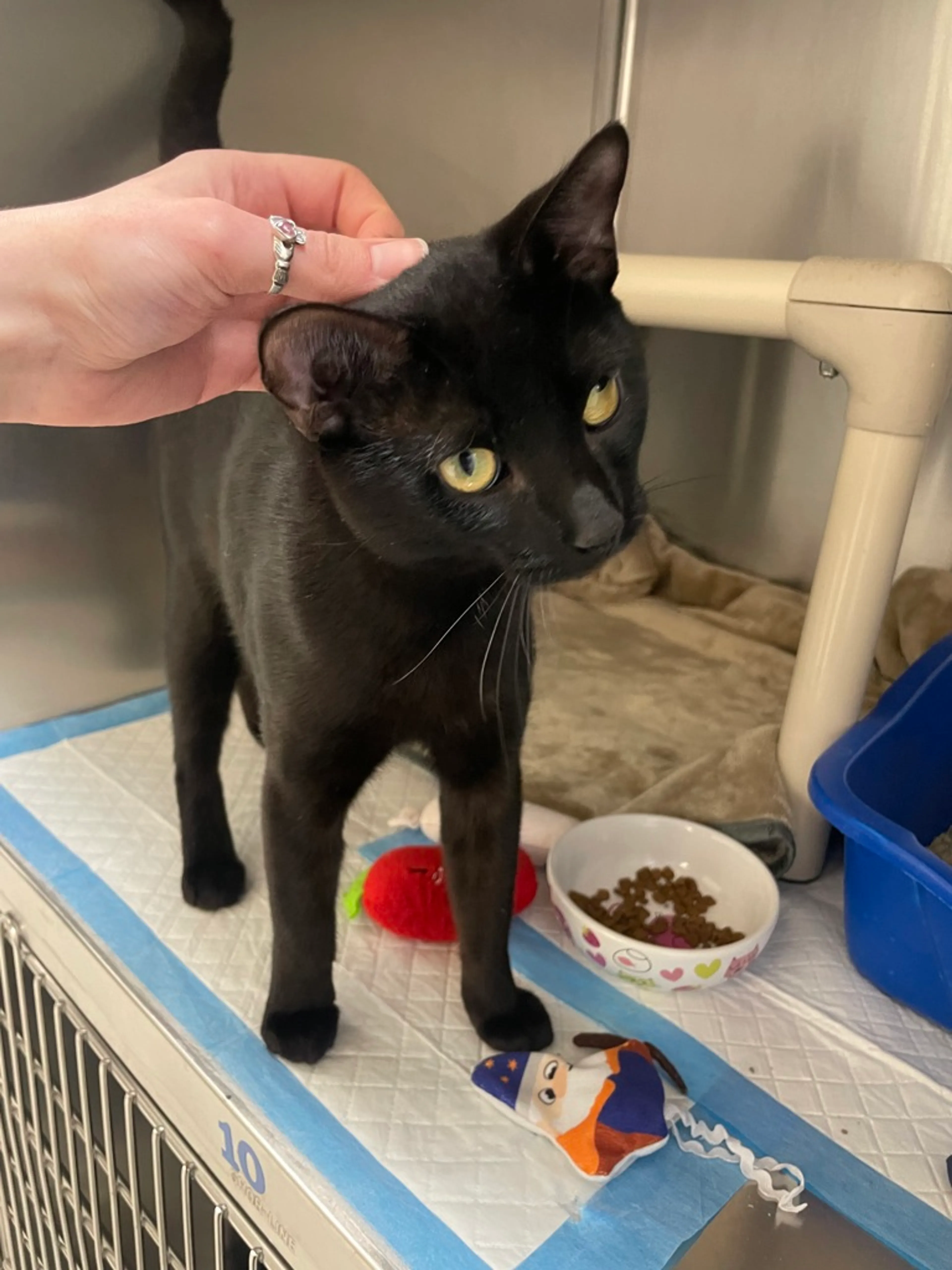 Found pet-1