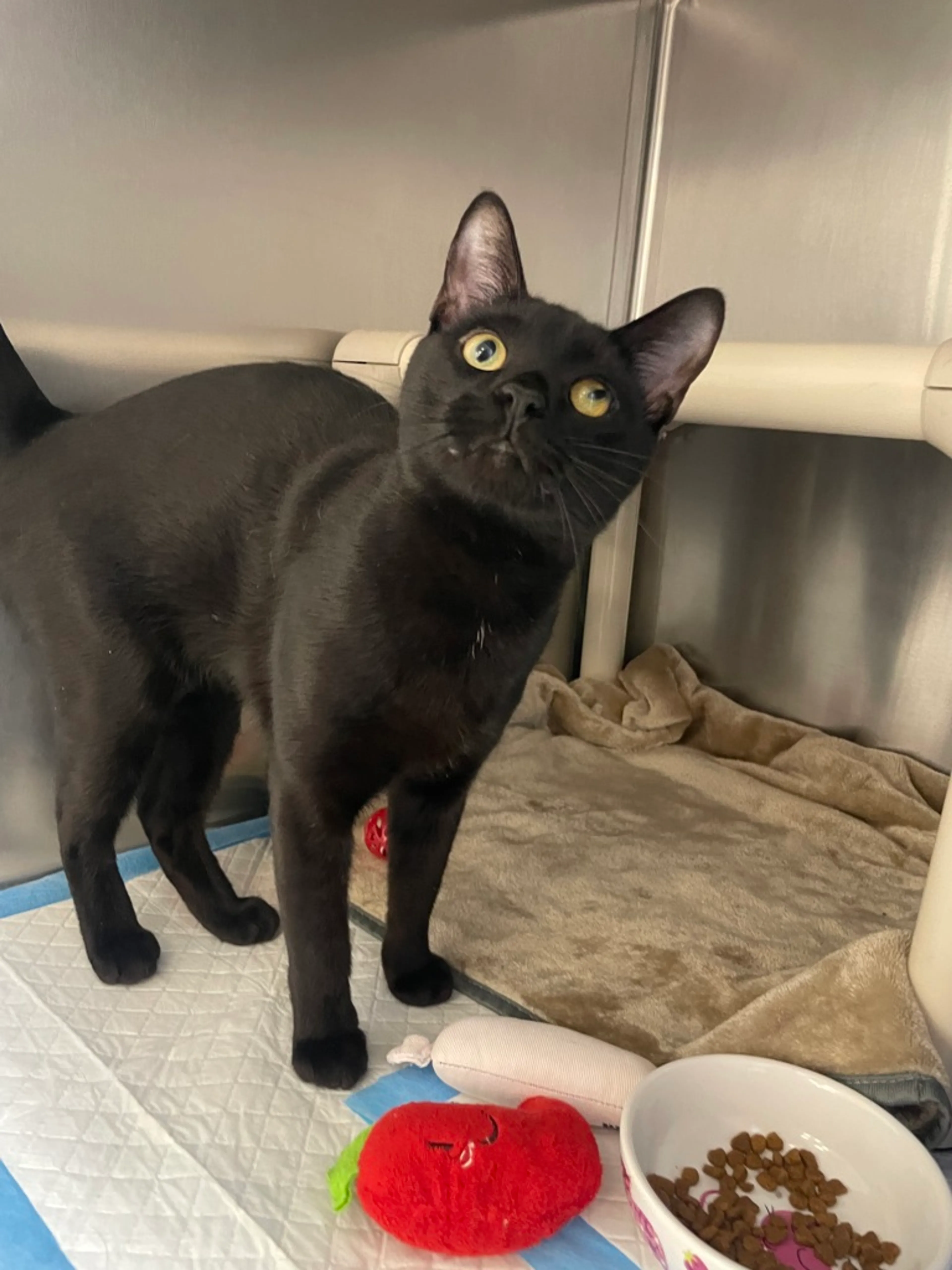 Found pet-0