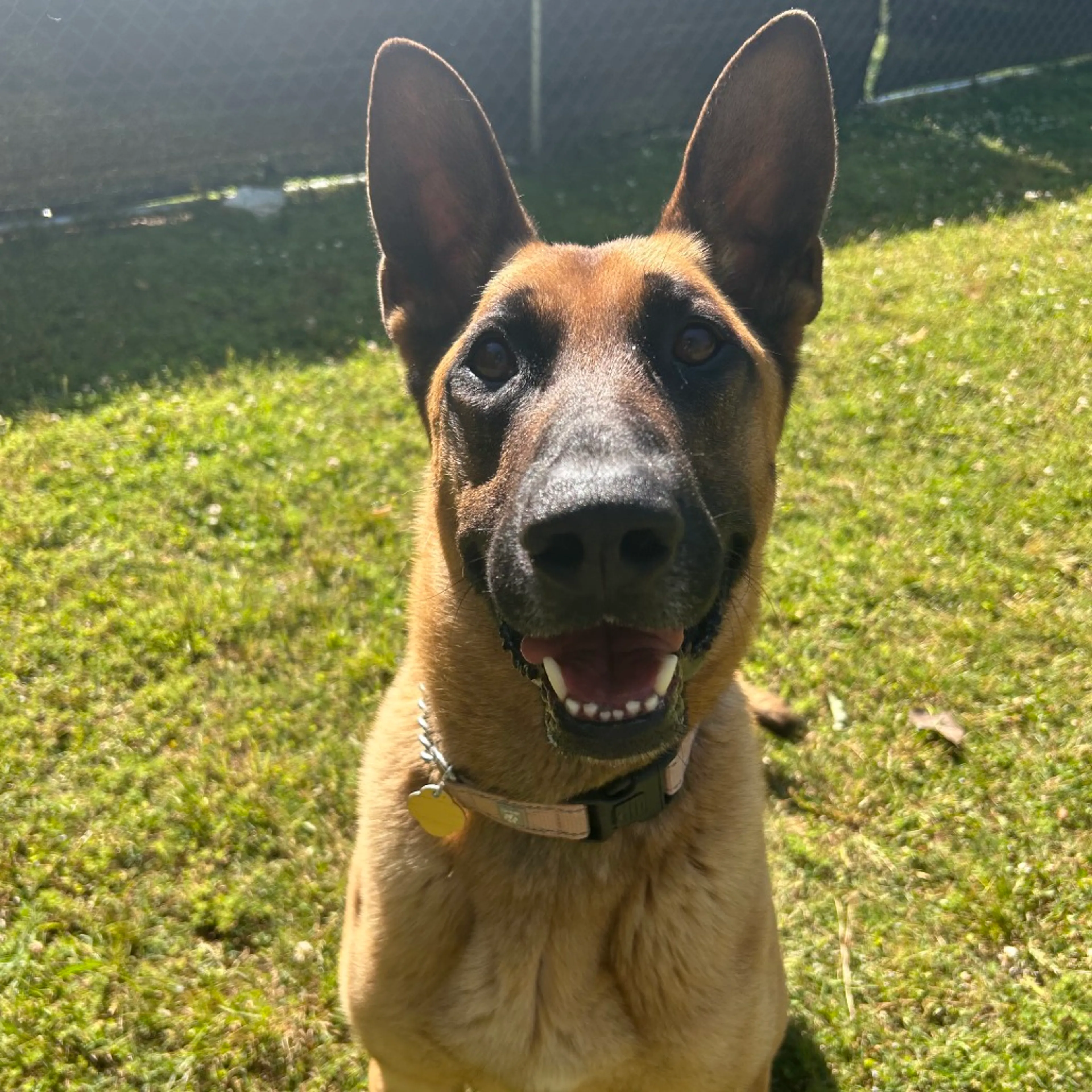 Found pet-2
