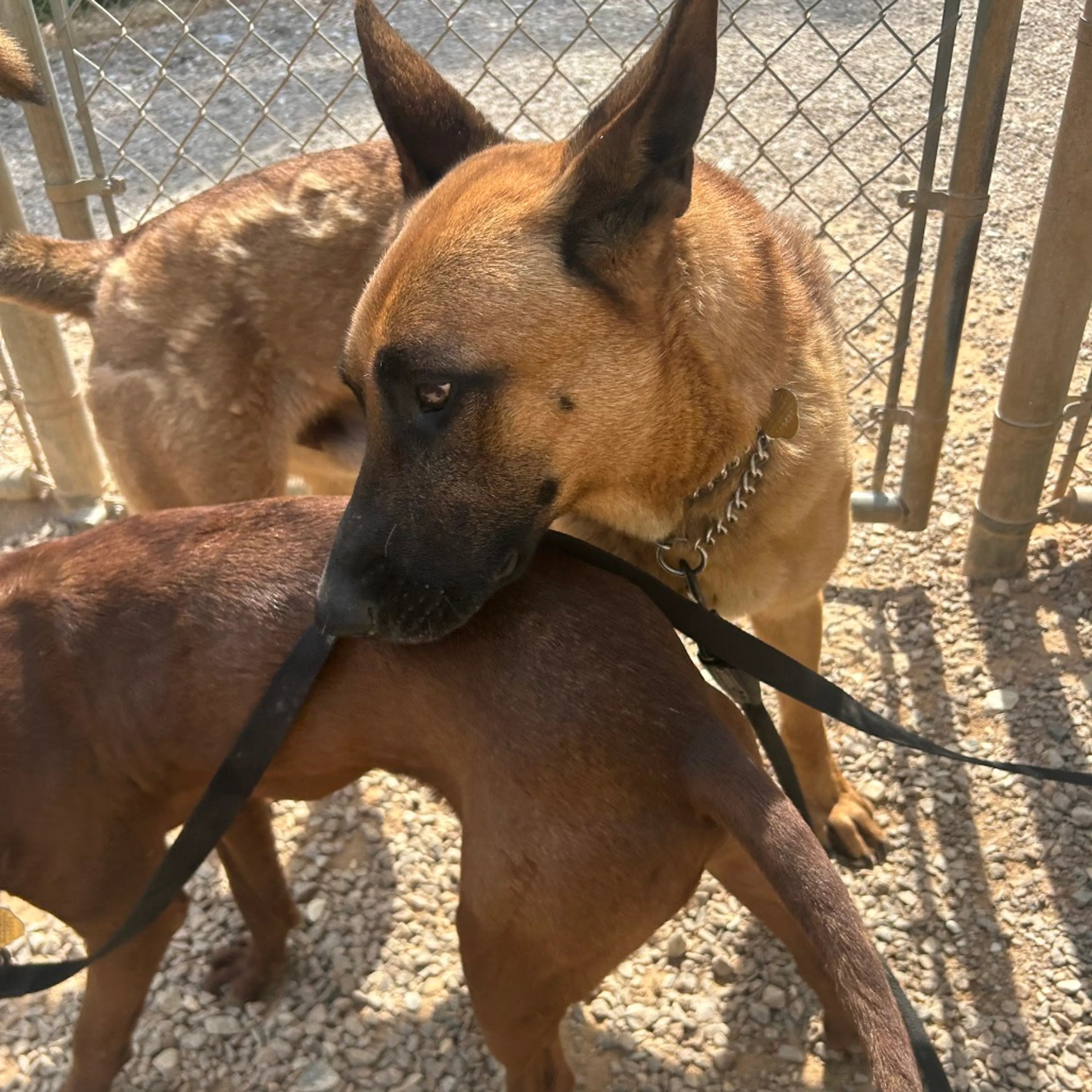 Found pet-6