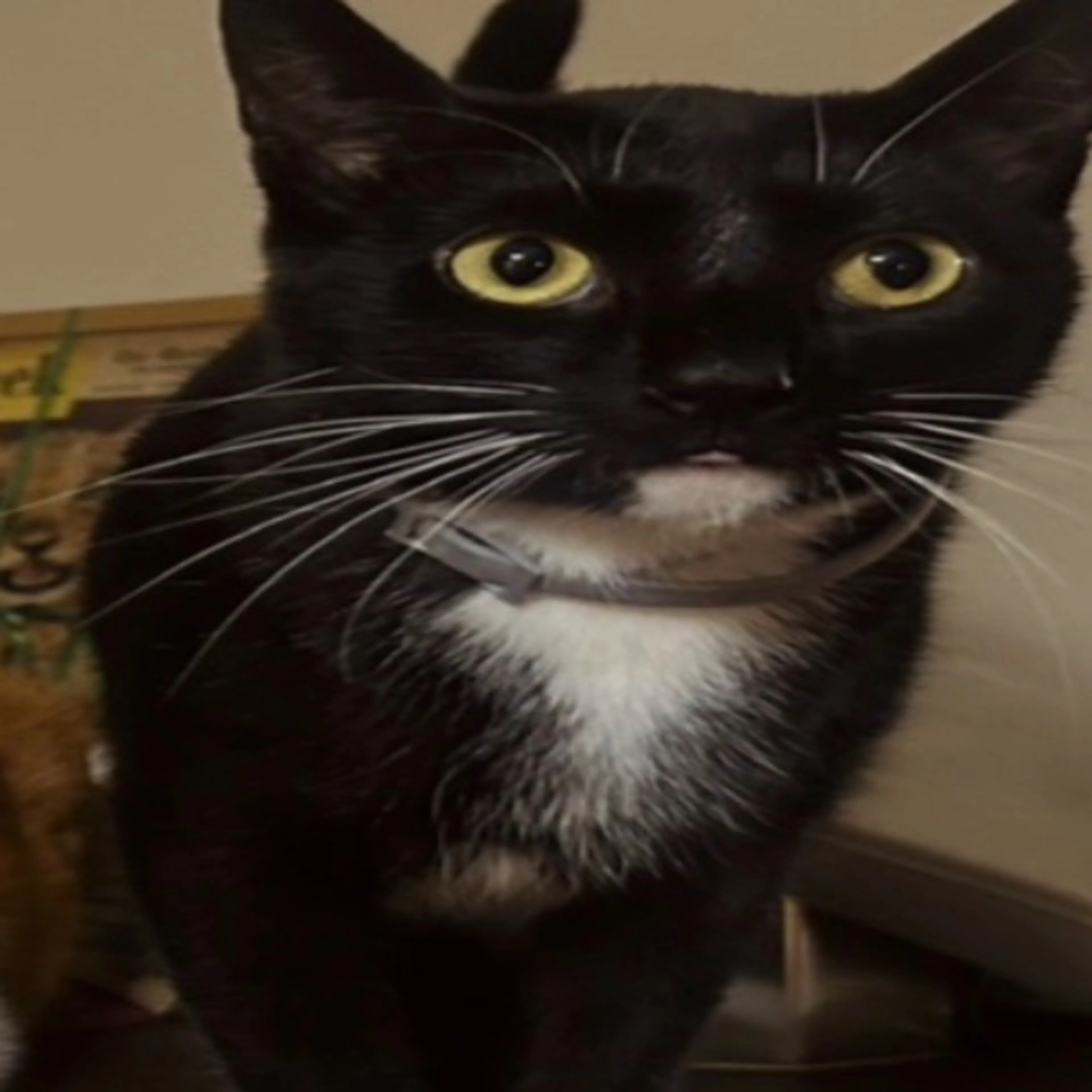 Lost pet