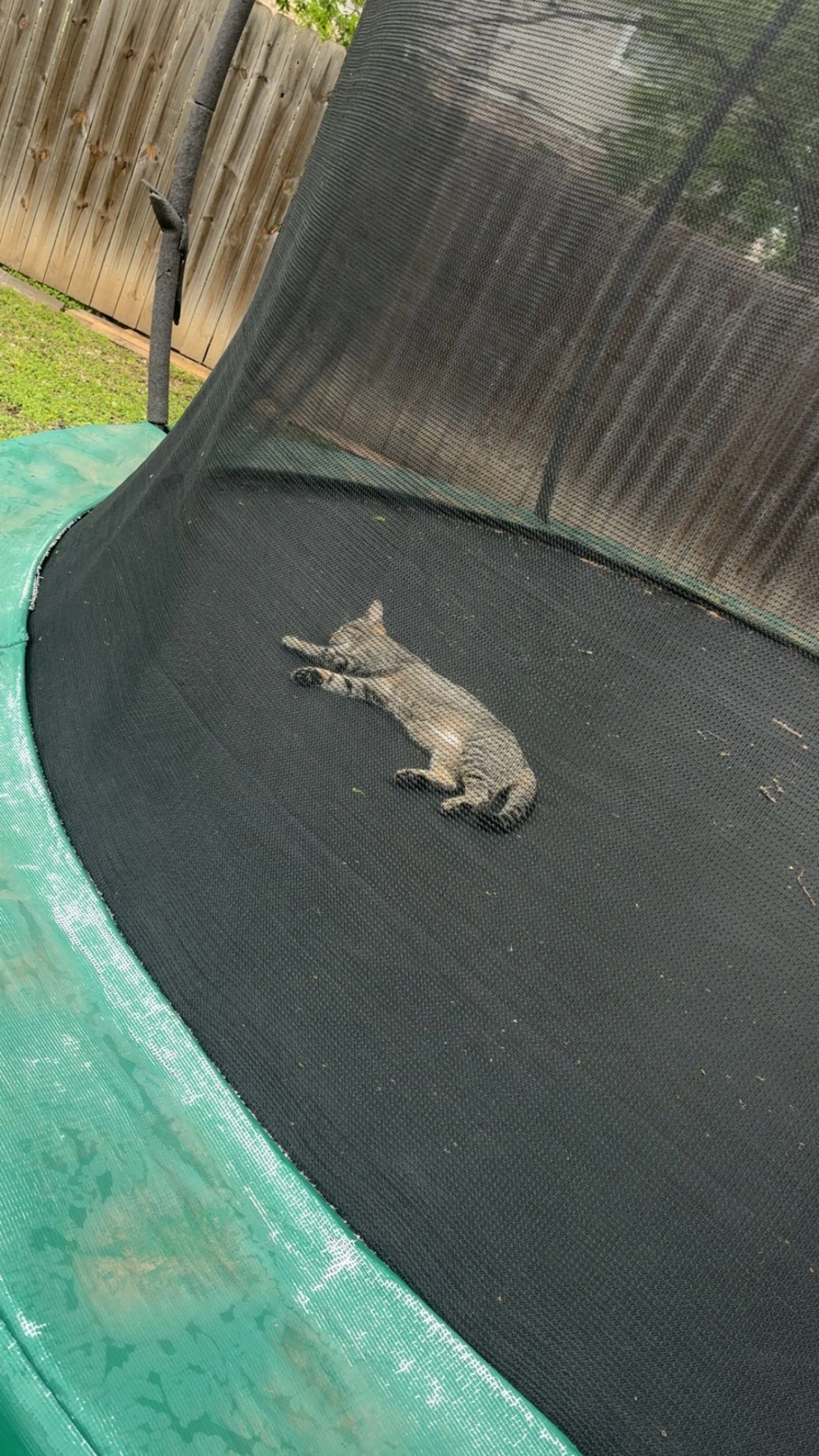 Lost pet-0