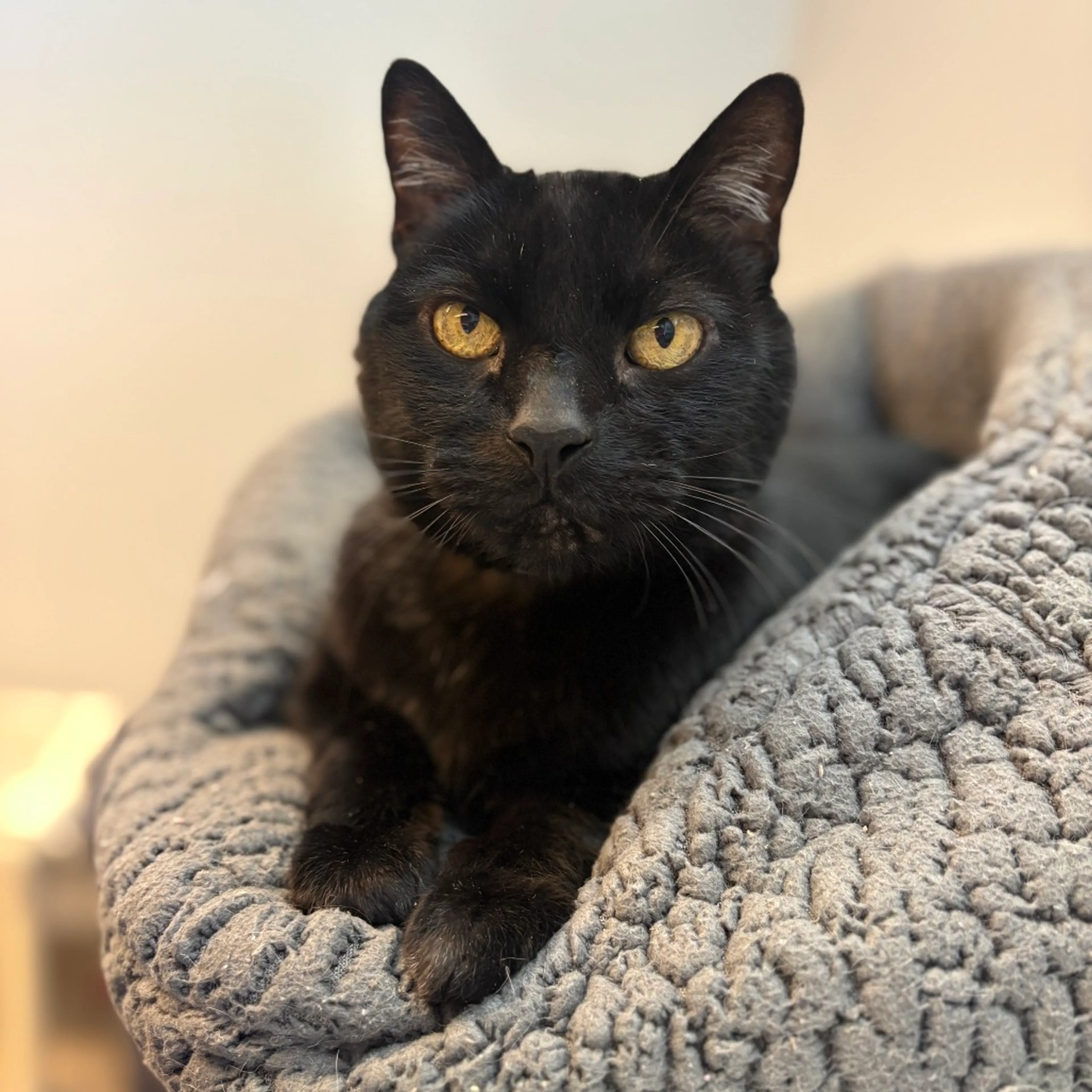 Found pet-3