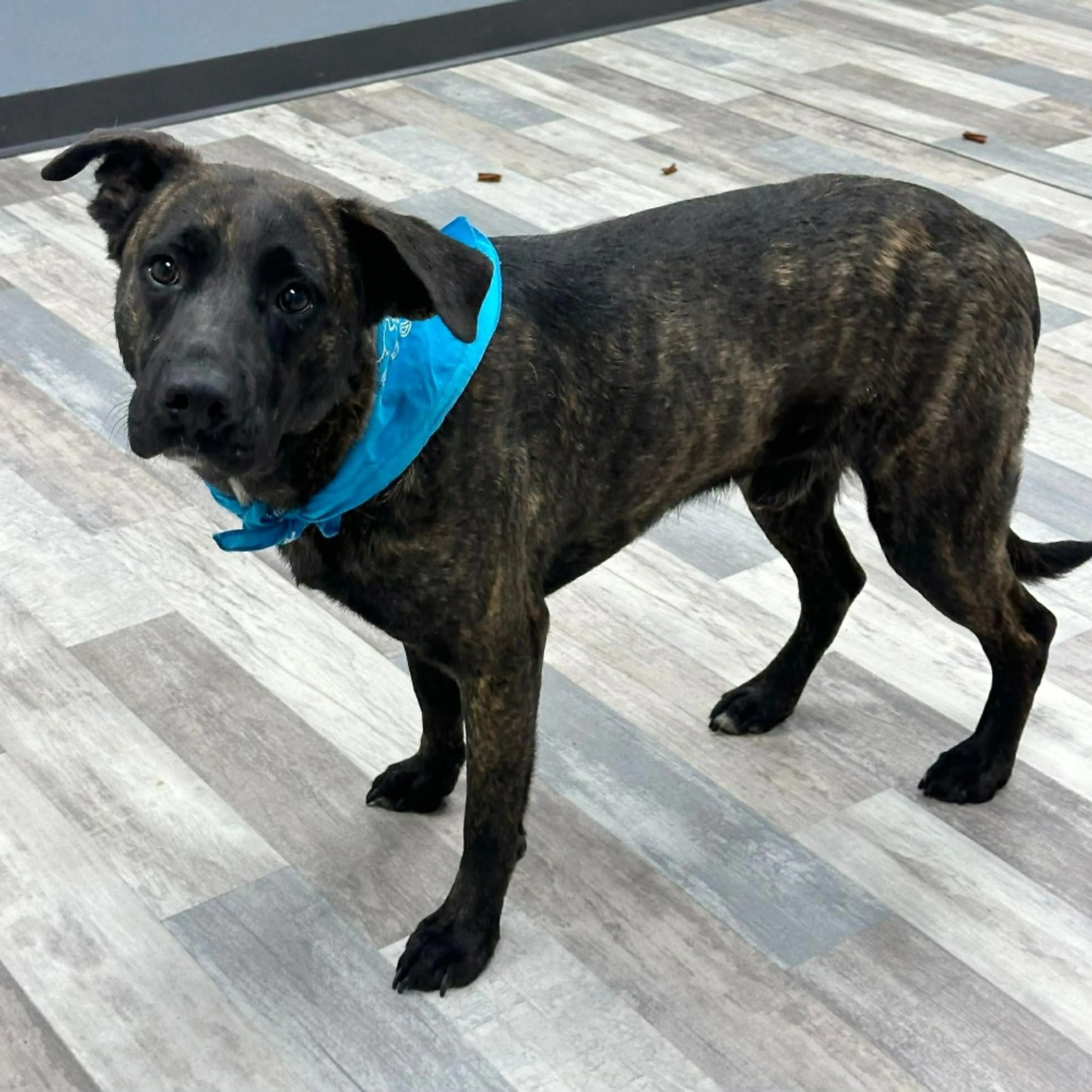 Found pet-1