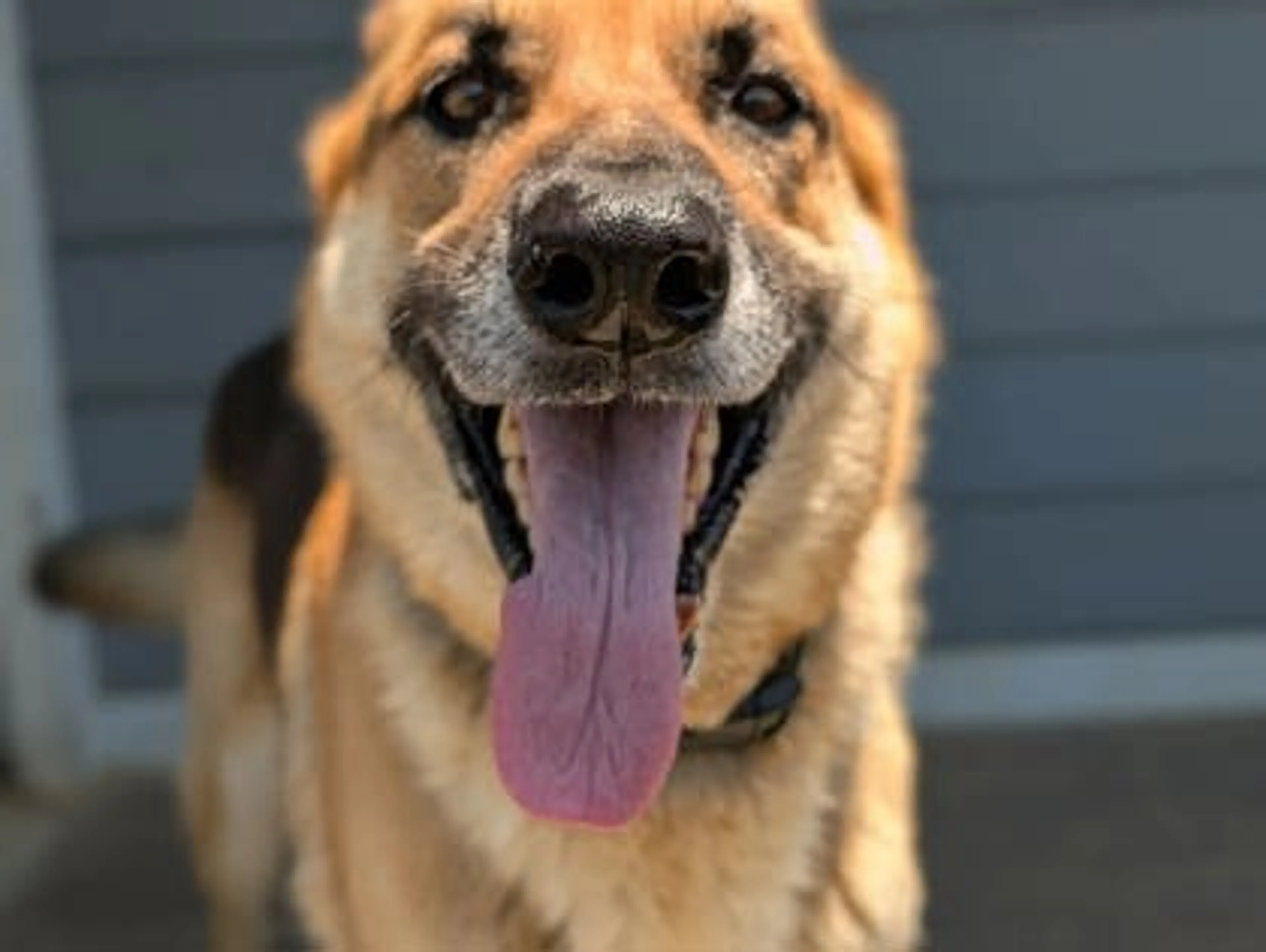 Found pet-0