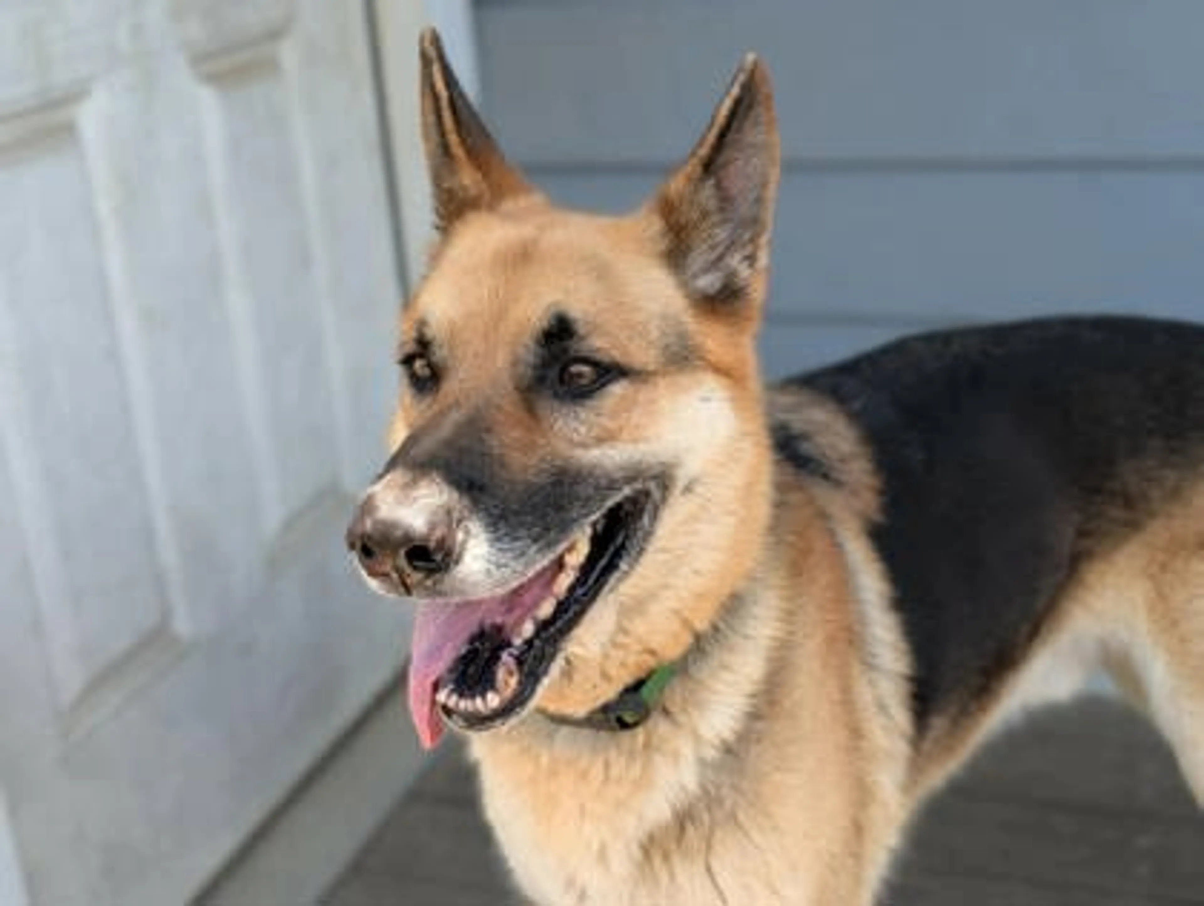 Found pet-1