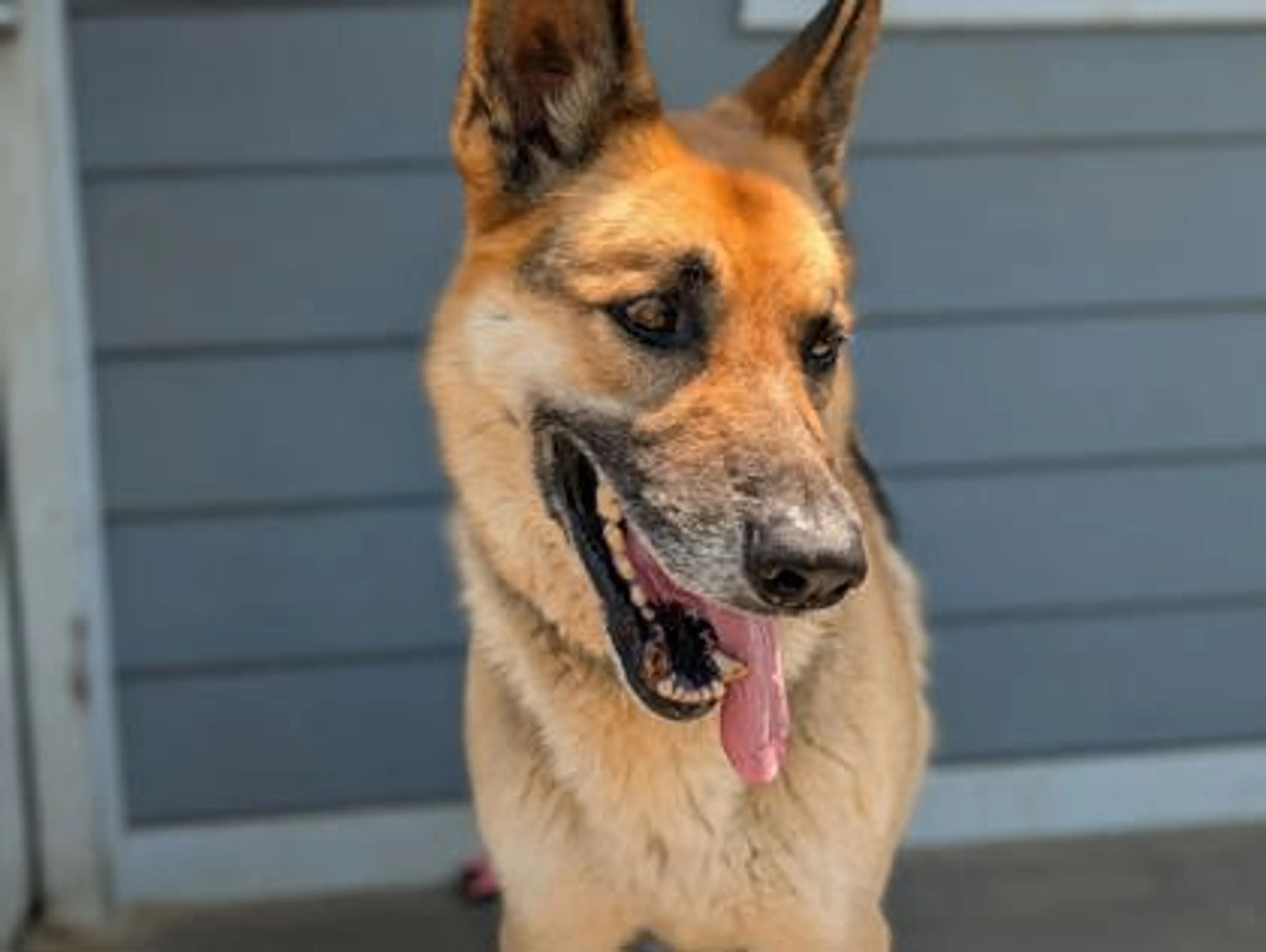 Found pet-2