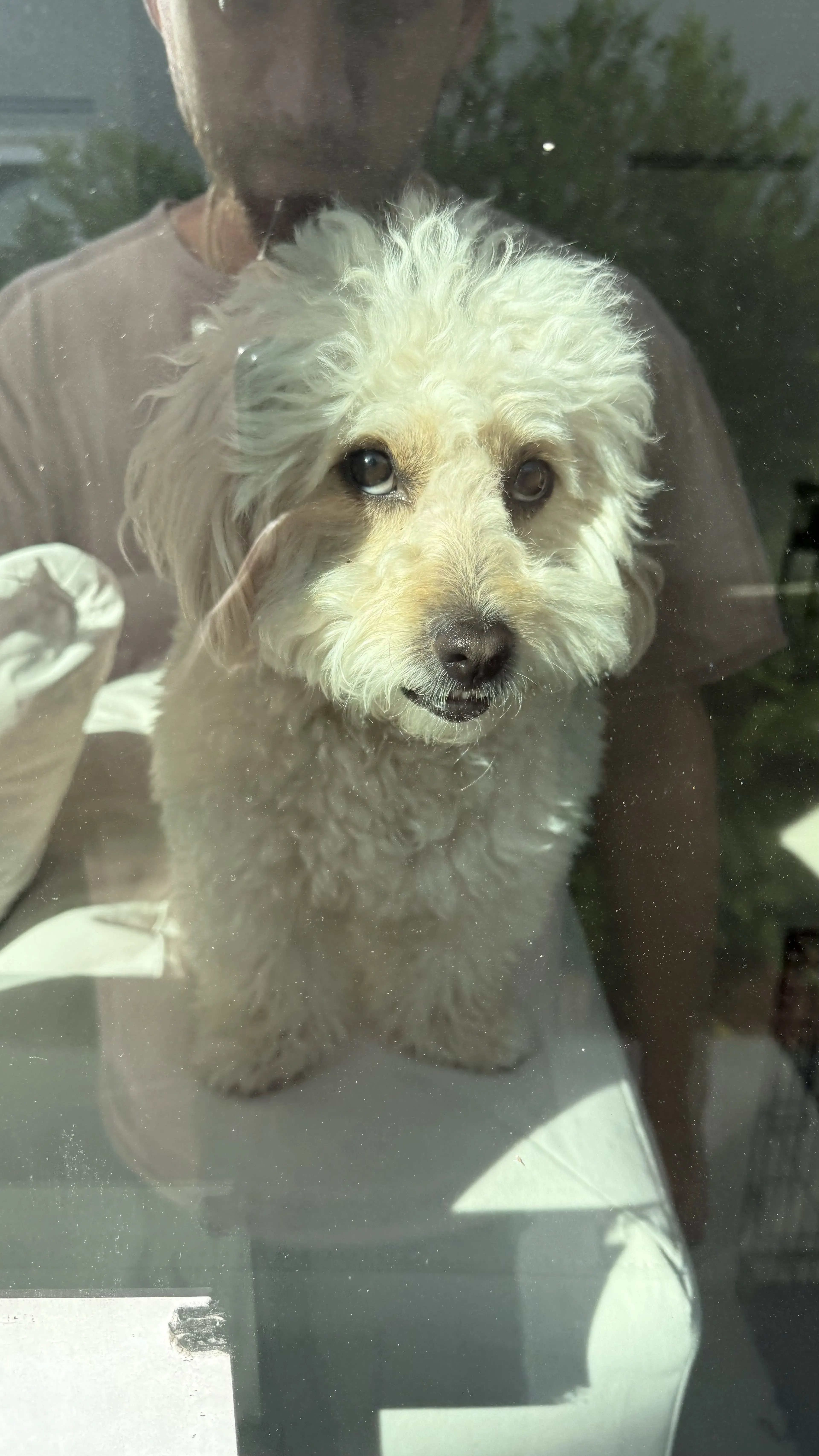 Lost pet-0